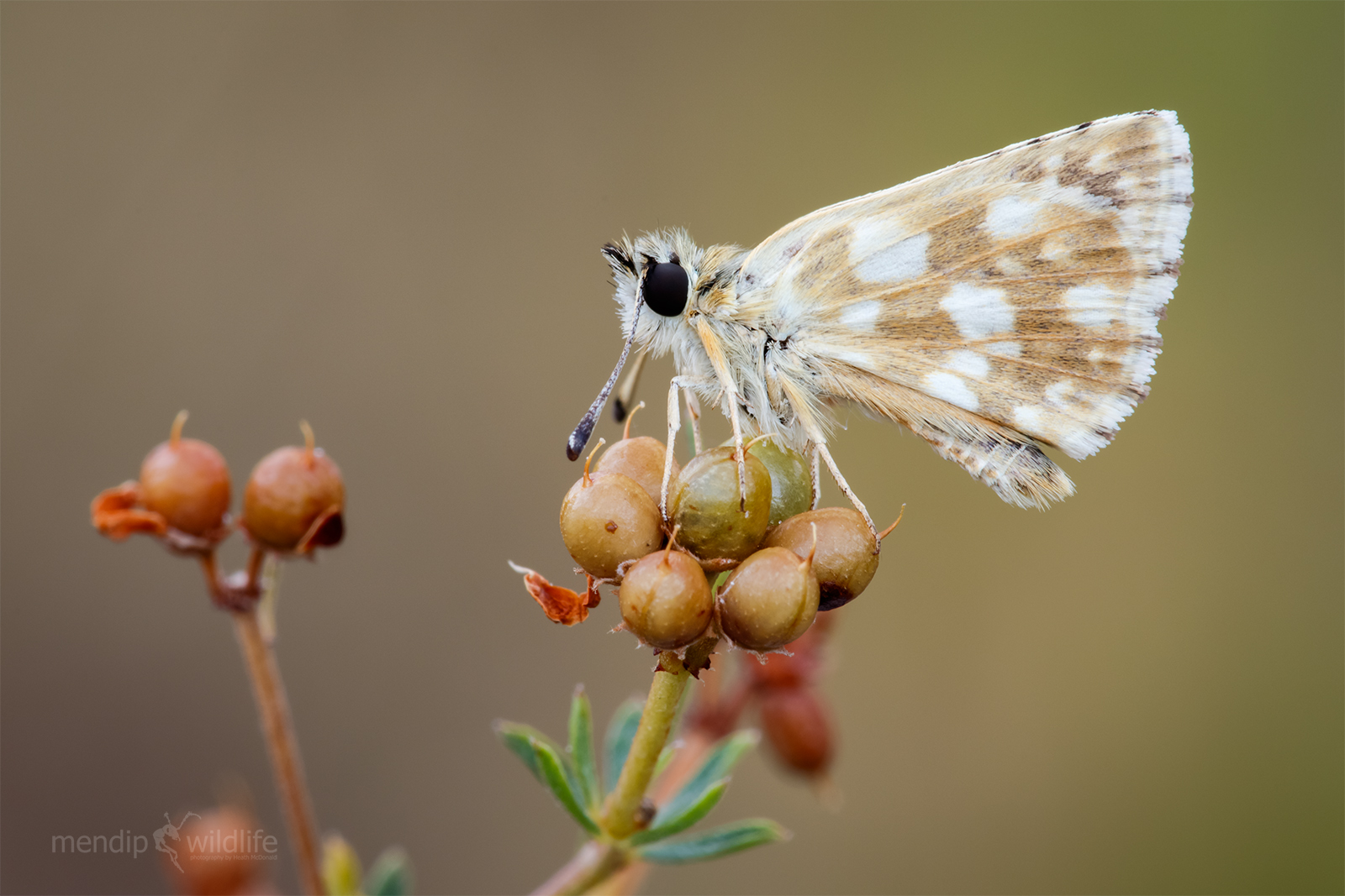 Orbed Red Underwing Skipper - Spialia orbifer
