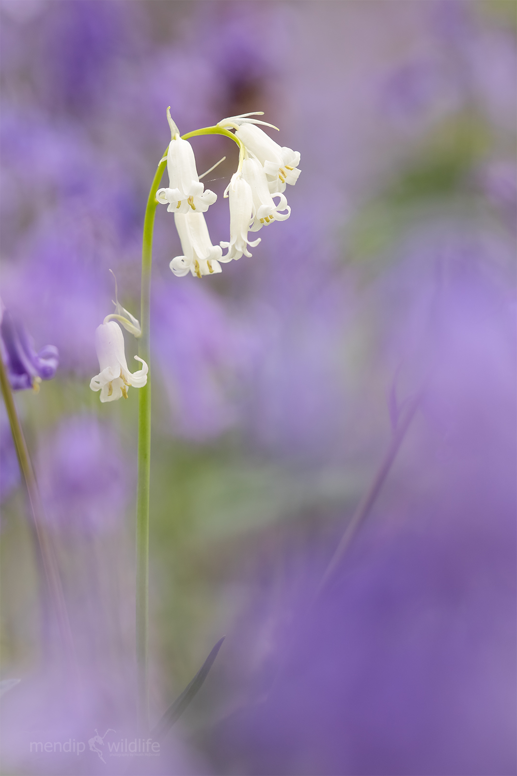 Bluebell - Hyacinthoides non-scripta