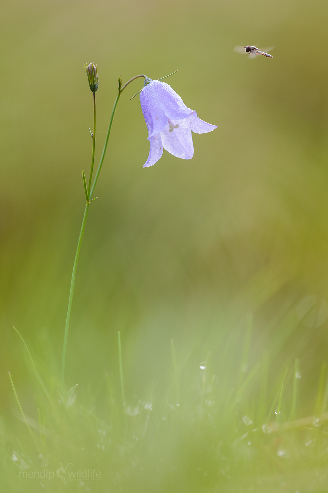 Harebell - Campanula rotundifolia