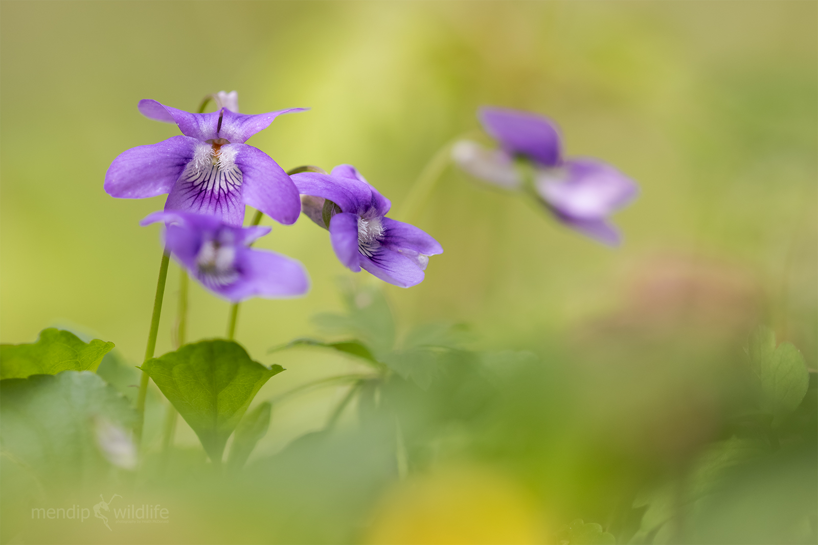 Common Dog Violet - Viola riviniana