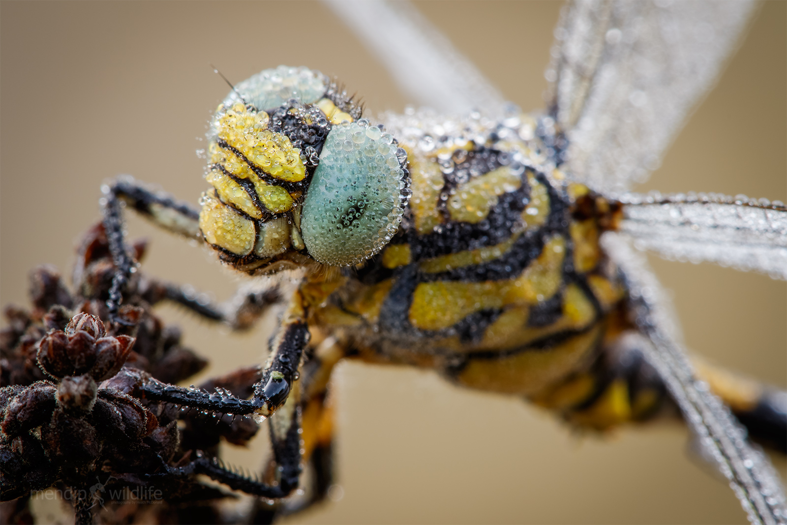Small Pincertail - Onychogomphus forcipatus