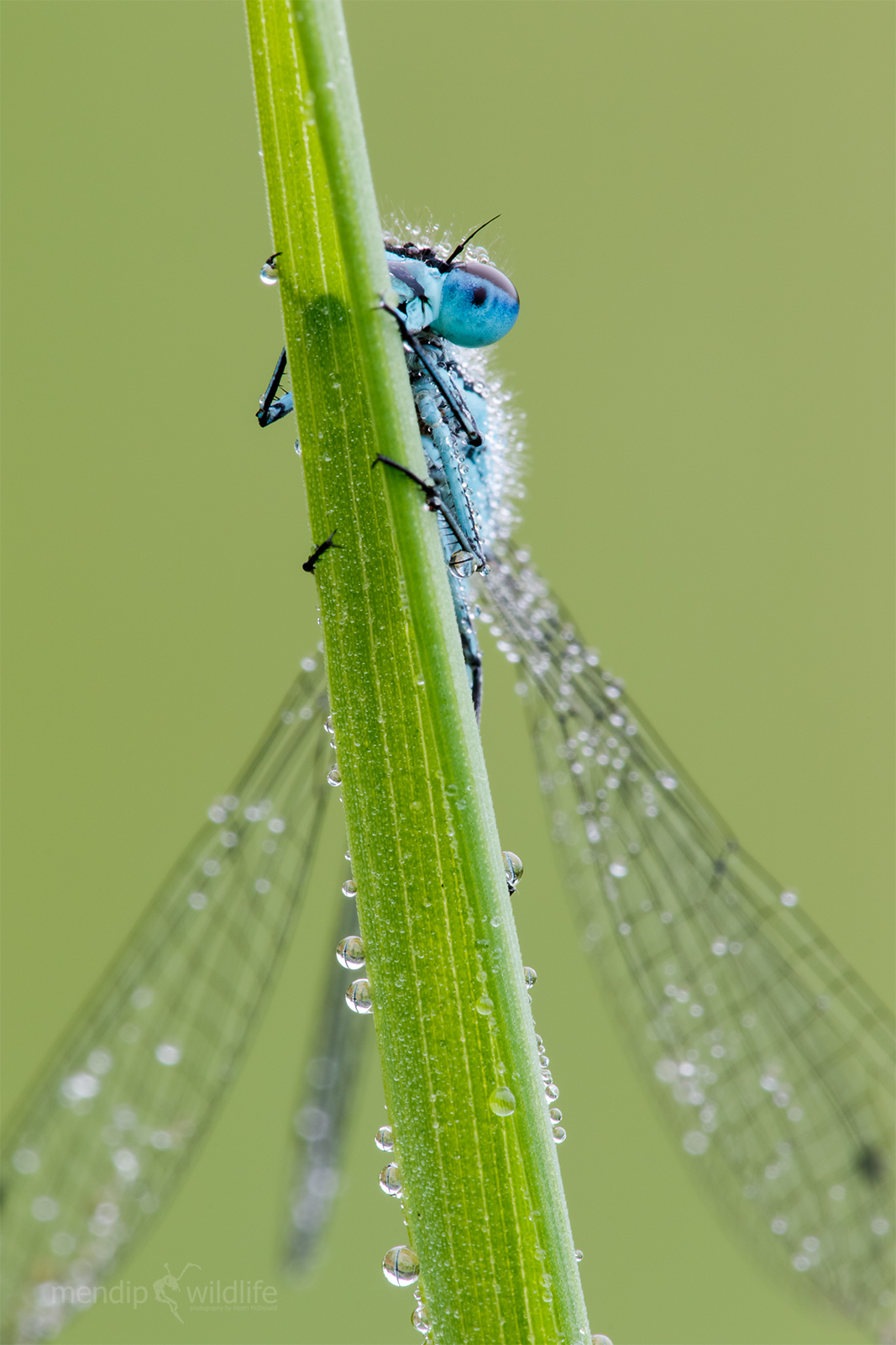 Azure Damselfly - Coenagrion puella