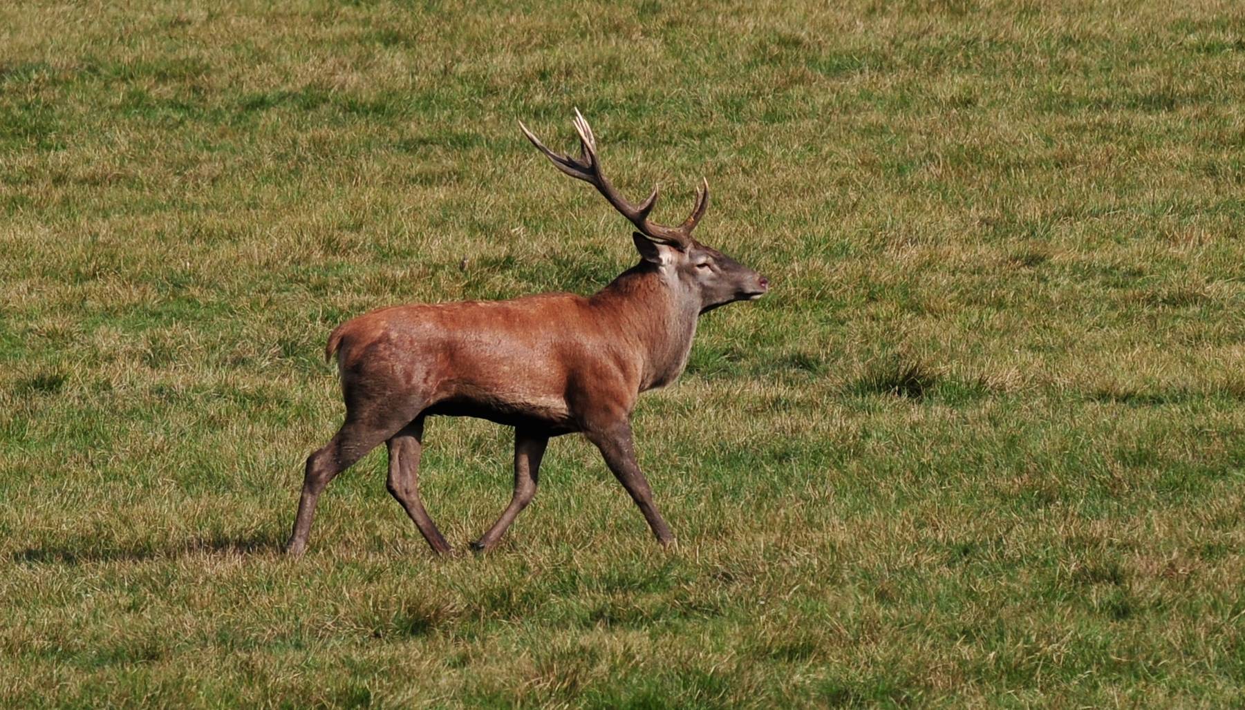 deer cansiglio October 2012