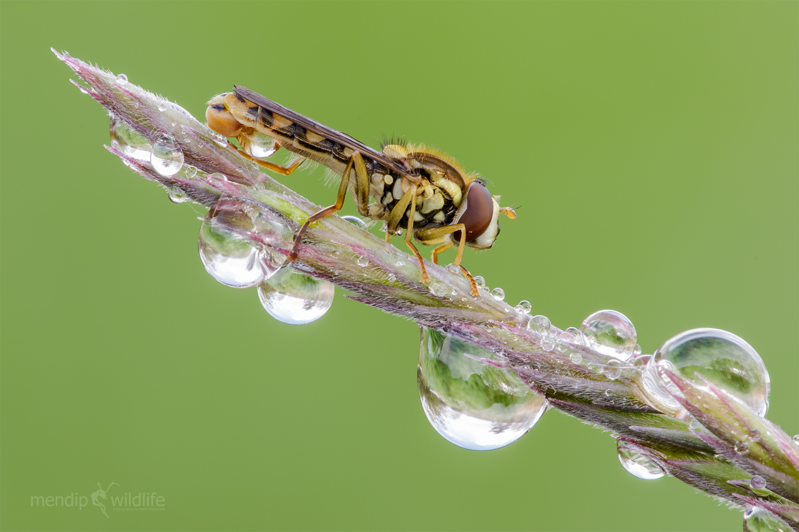 Hoverfly - Sphaerophoria sp.