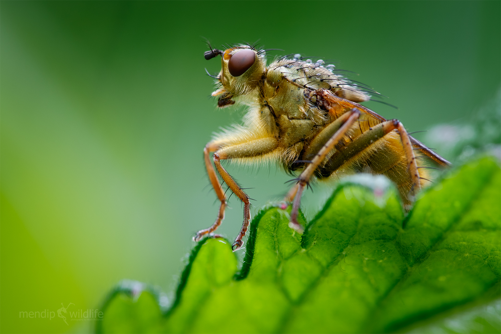 Yellow Dung Fly -  Scathophaga stercoraria