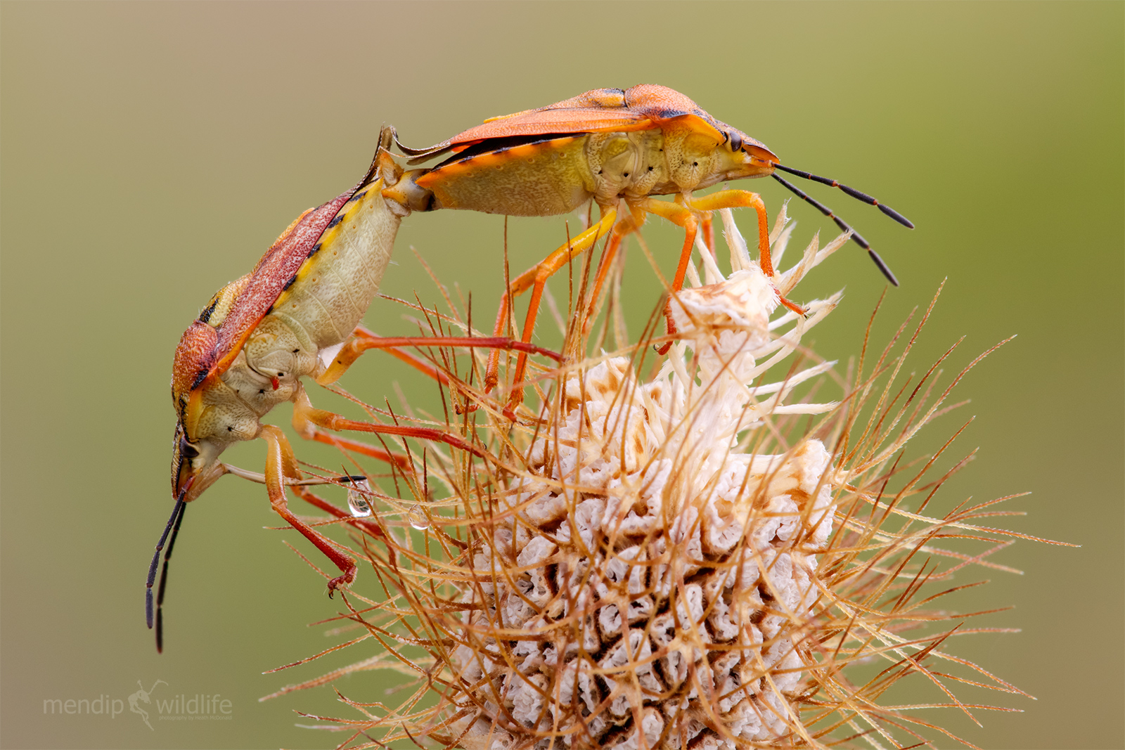 Shieldbug - Carpocoris purpureipennis