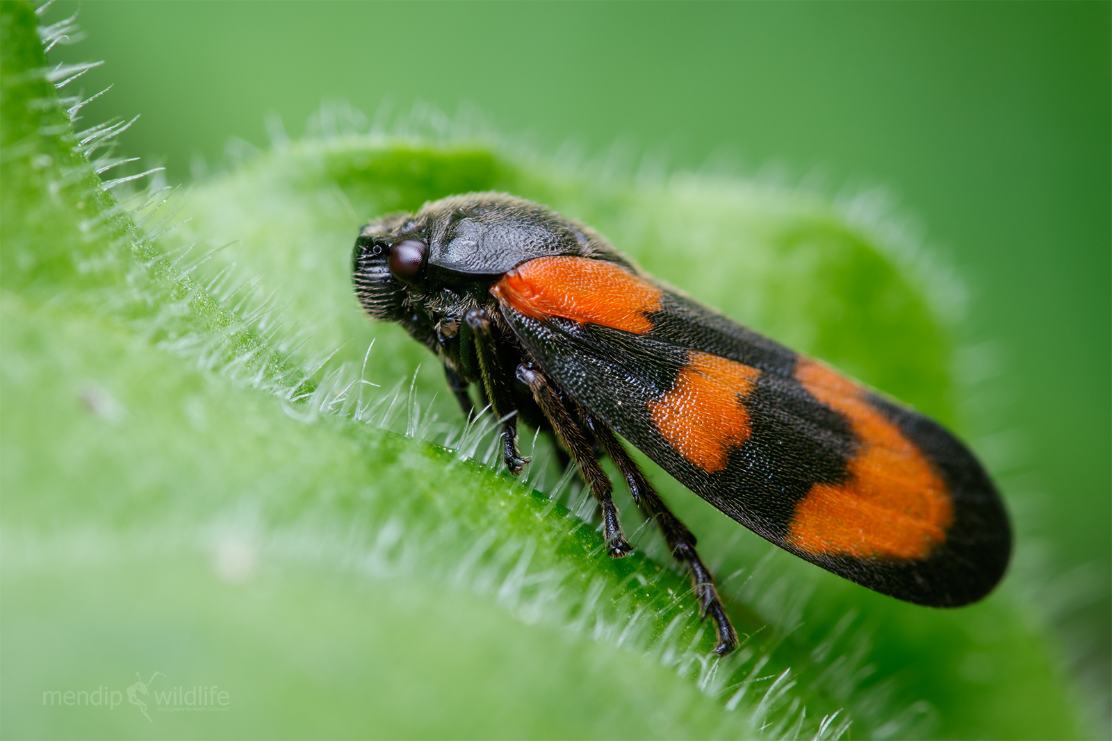 Froghopper rosso e nero - Cercopis vulnerata
