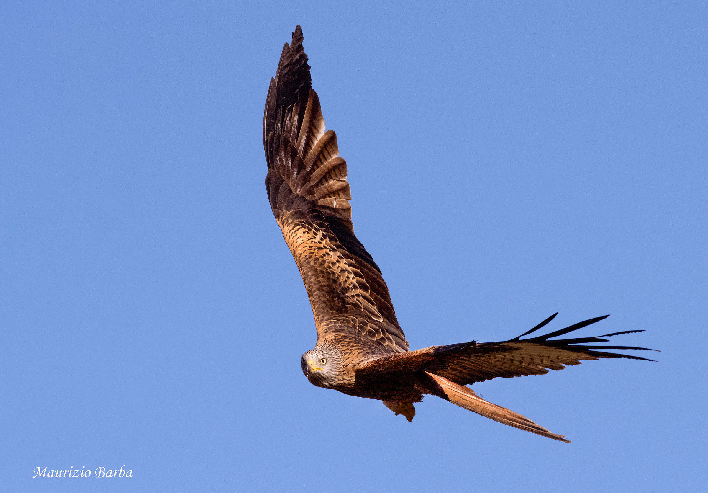 Red Kite