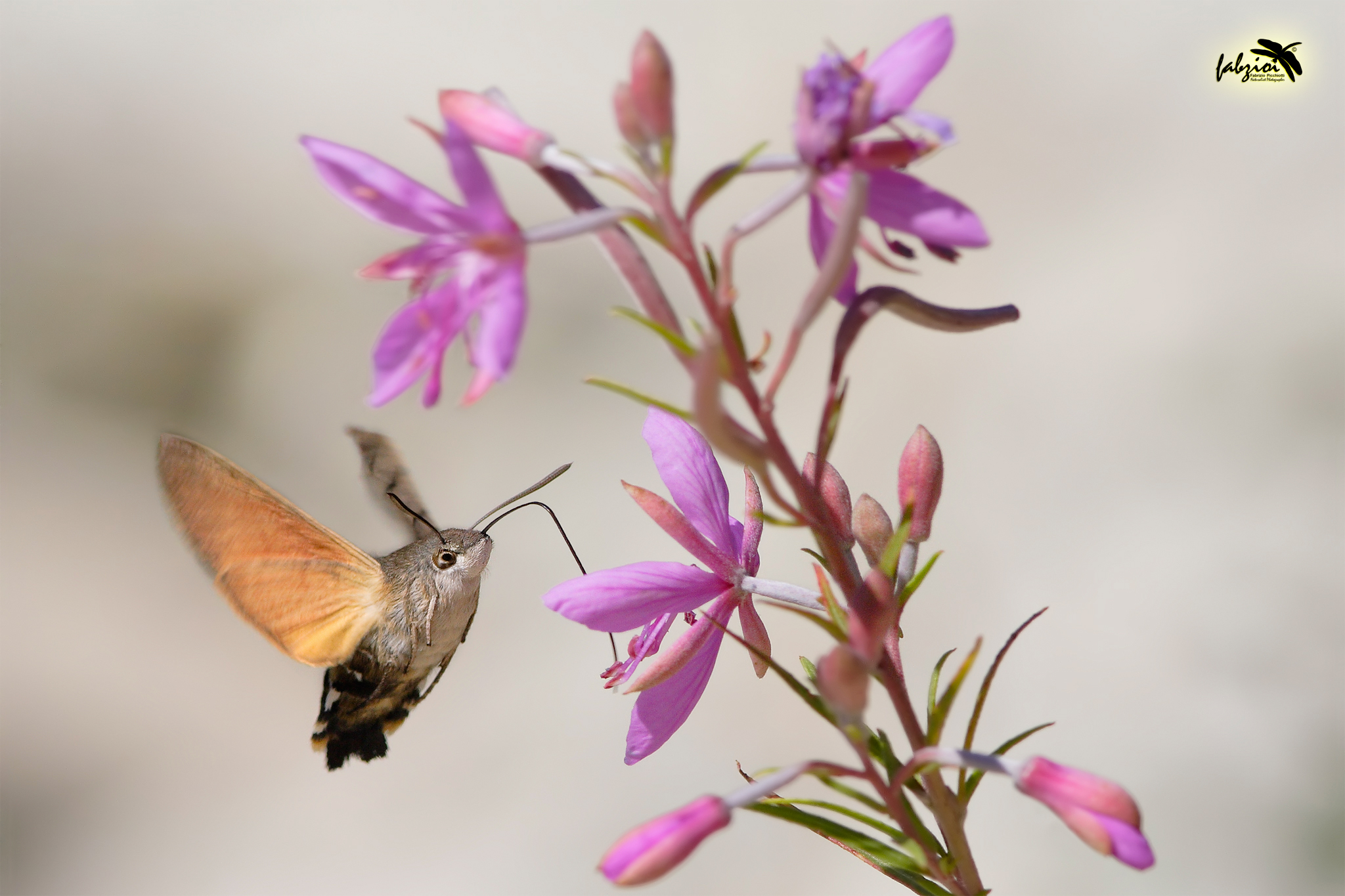 Macroglossum stellatarum