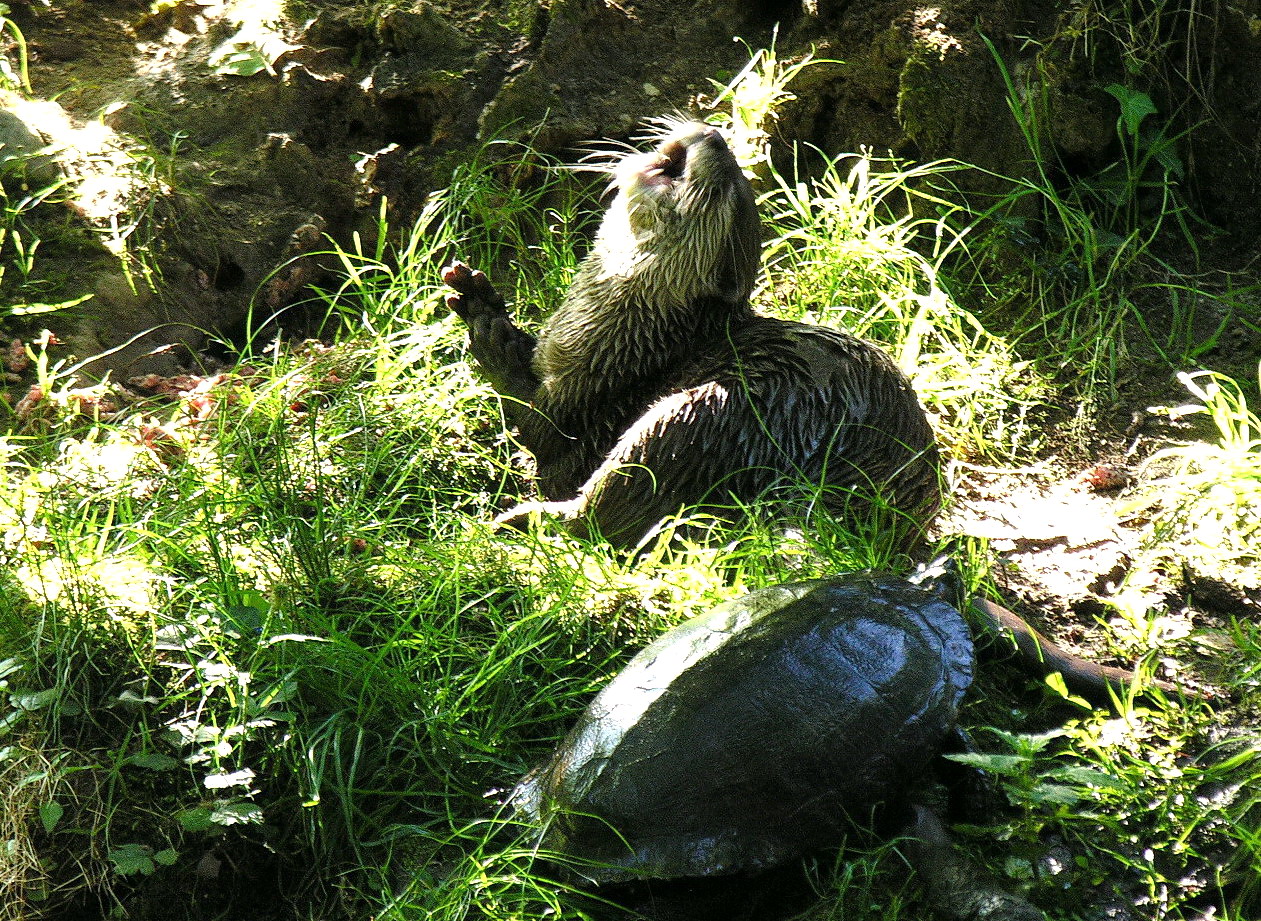 the camper who hated tails