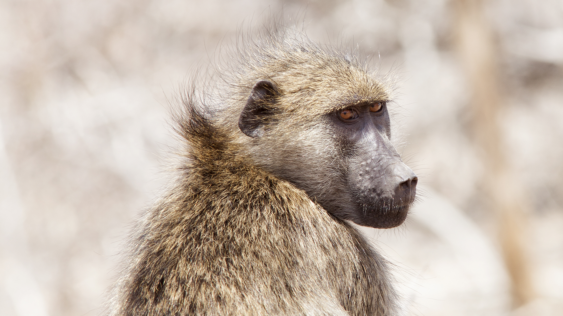 baboon
