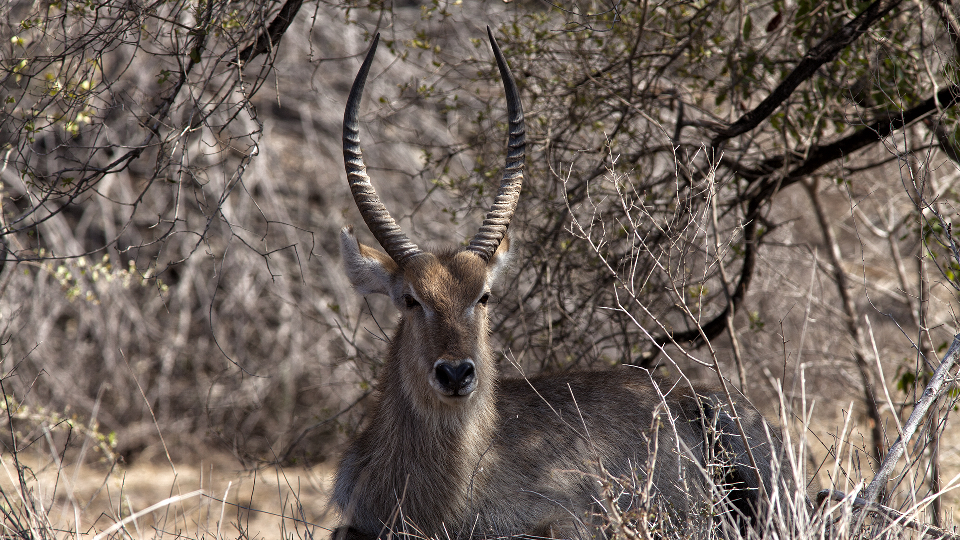 water antelope