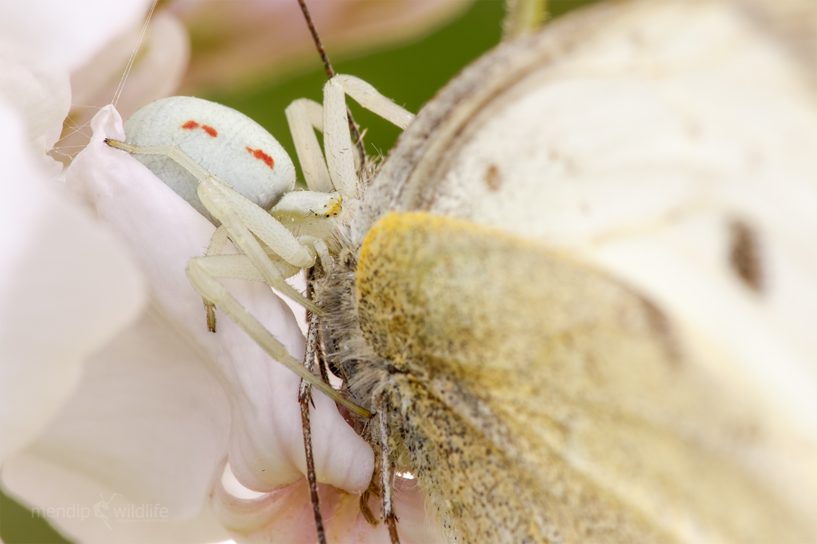 Crab Spider - Misumena vatia