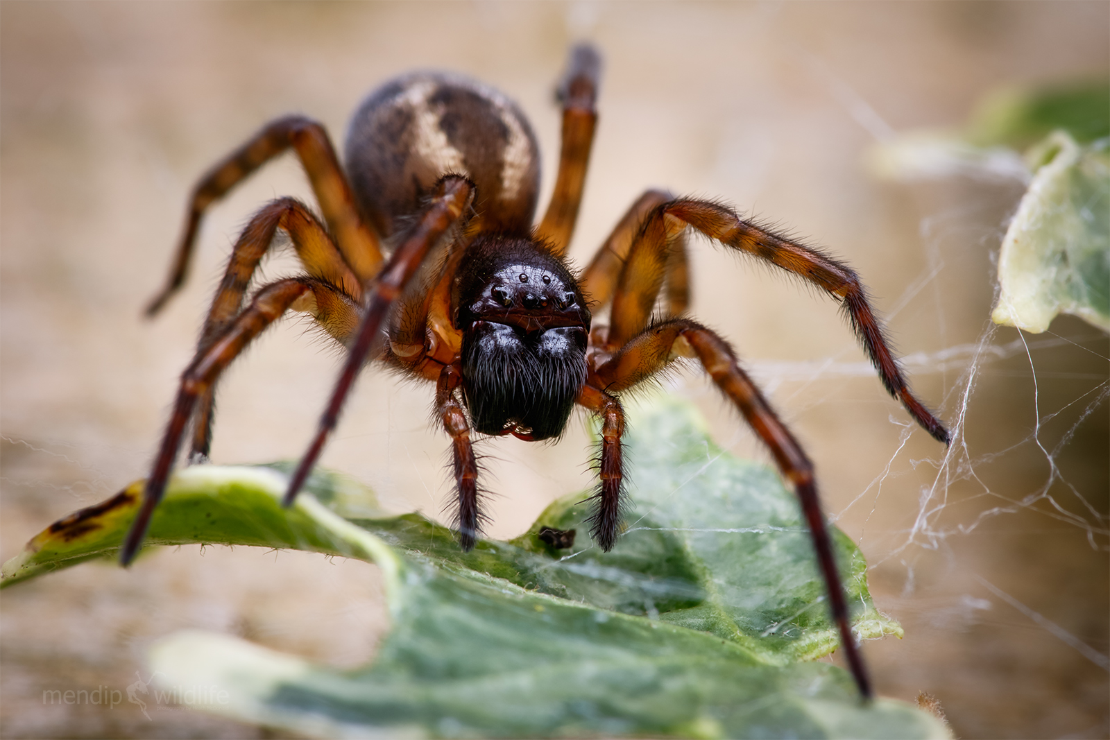 Lace Weaver Spider - Amaurobius similis