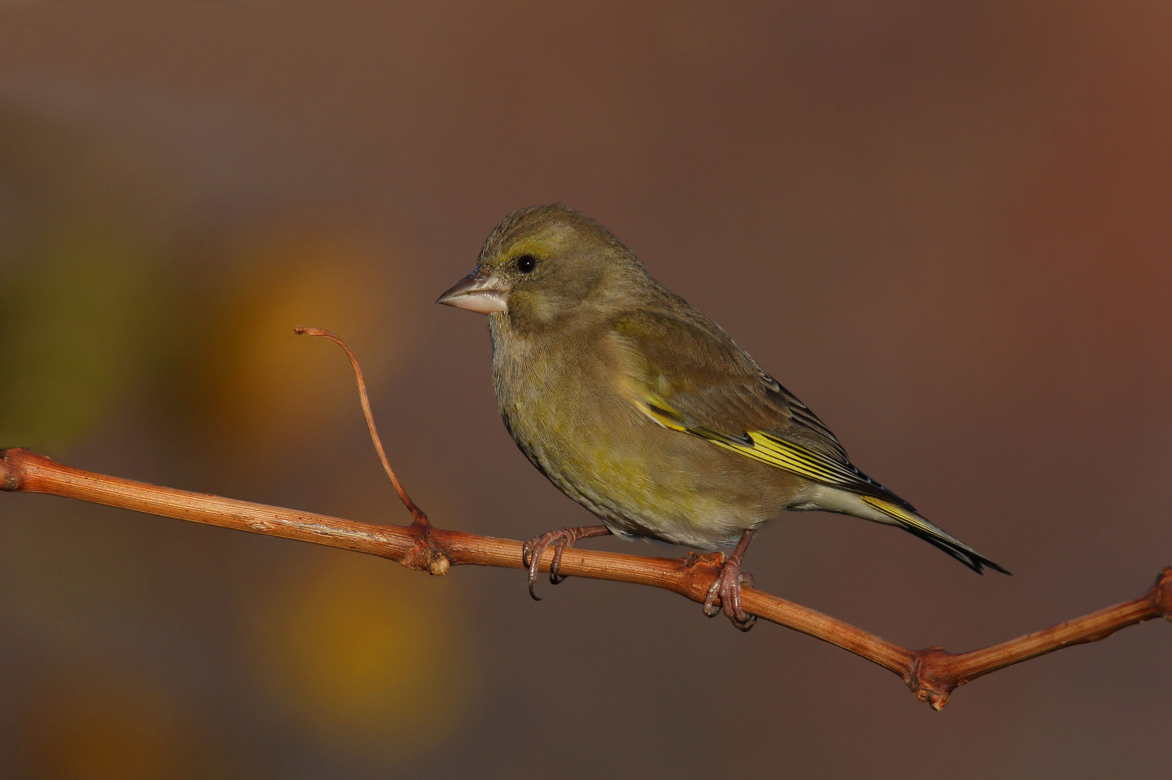 greenfinch