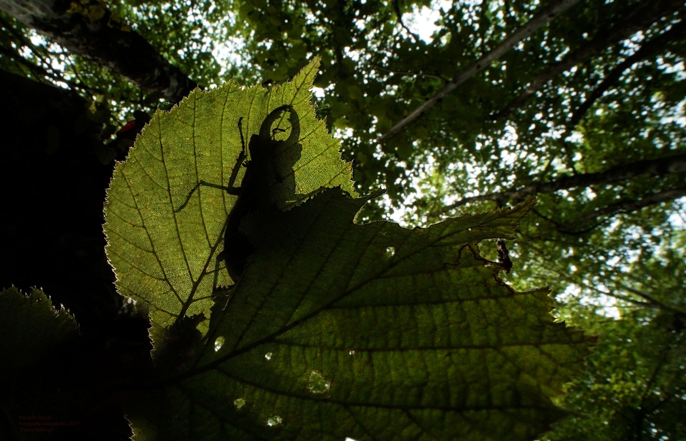 Tiglio e Cervo Volante...
