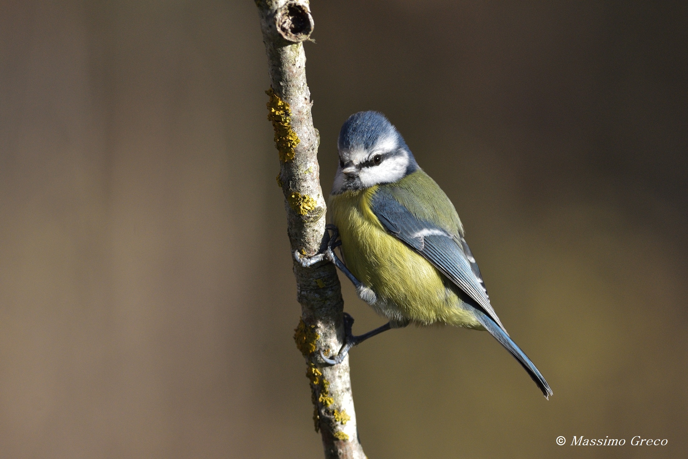 Blue tit (Cyanistes caeruleus)