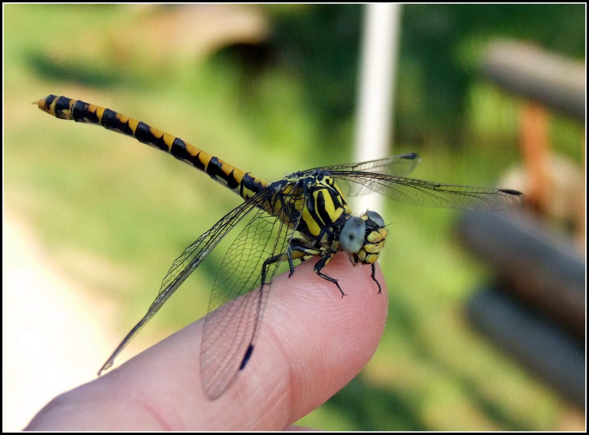 "Onychogomphus uncatus" female ...