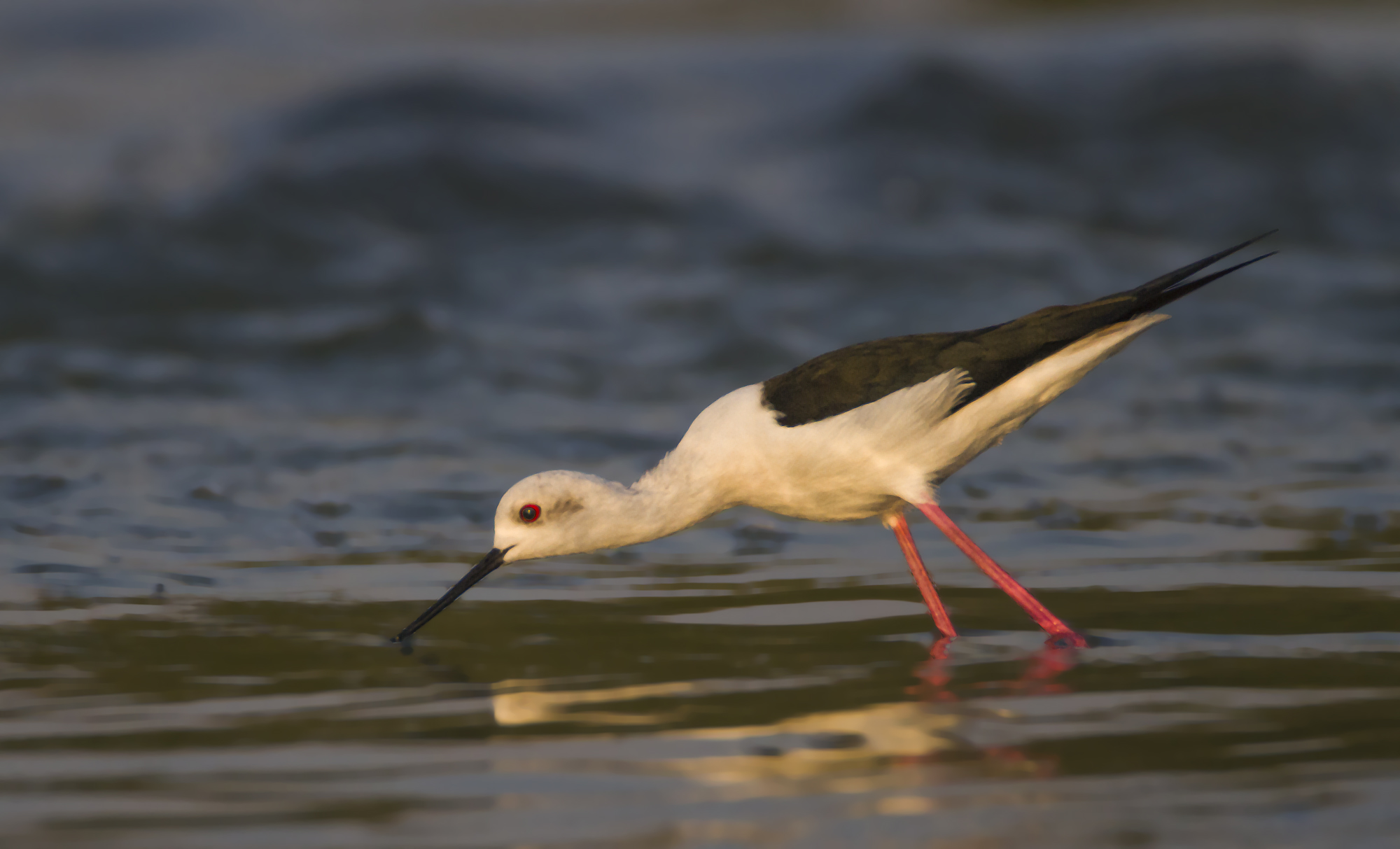 Black Winged Stilt.