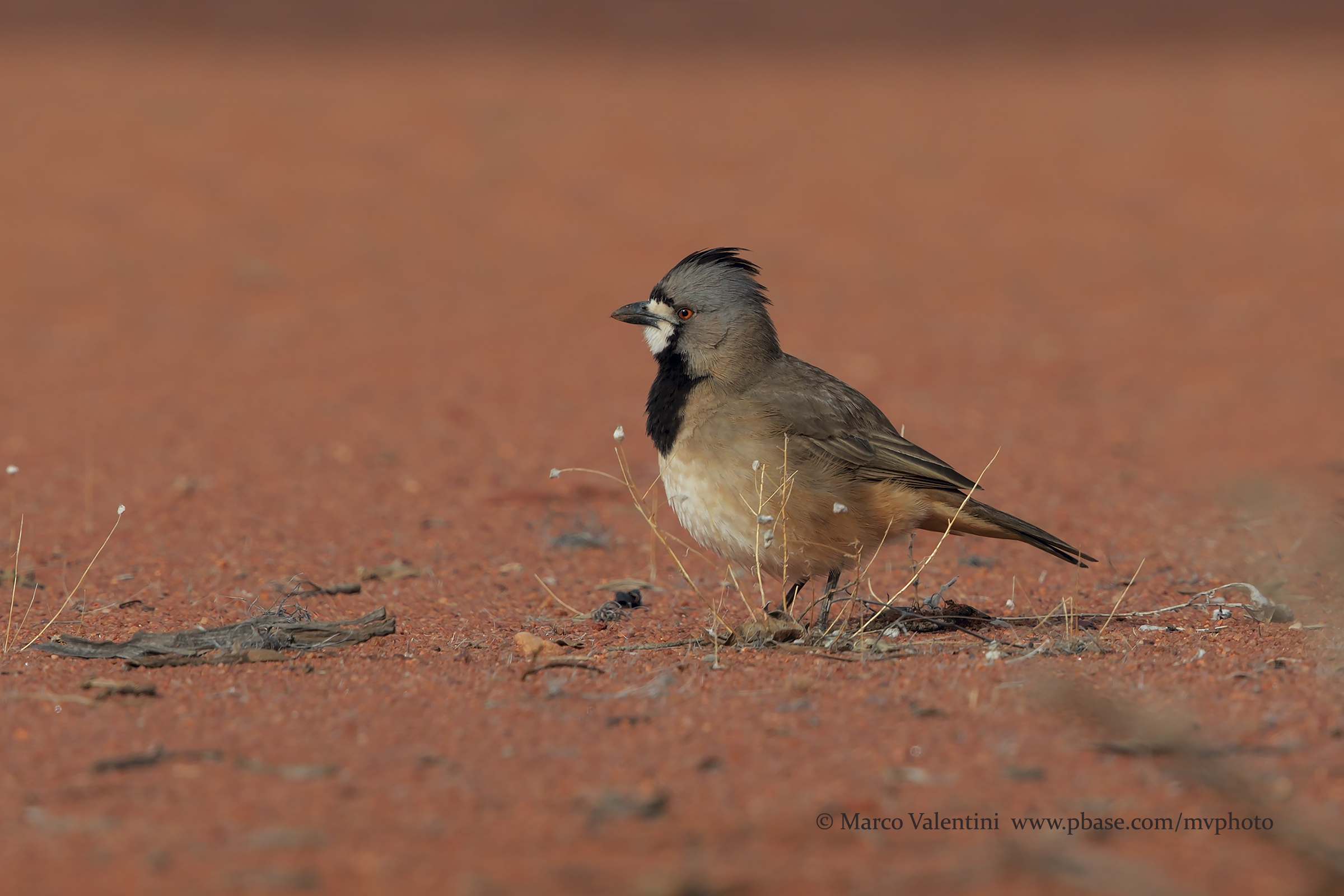 Crested bellbird