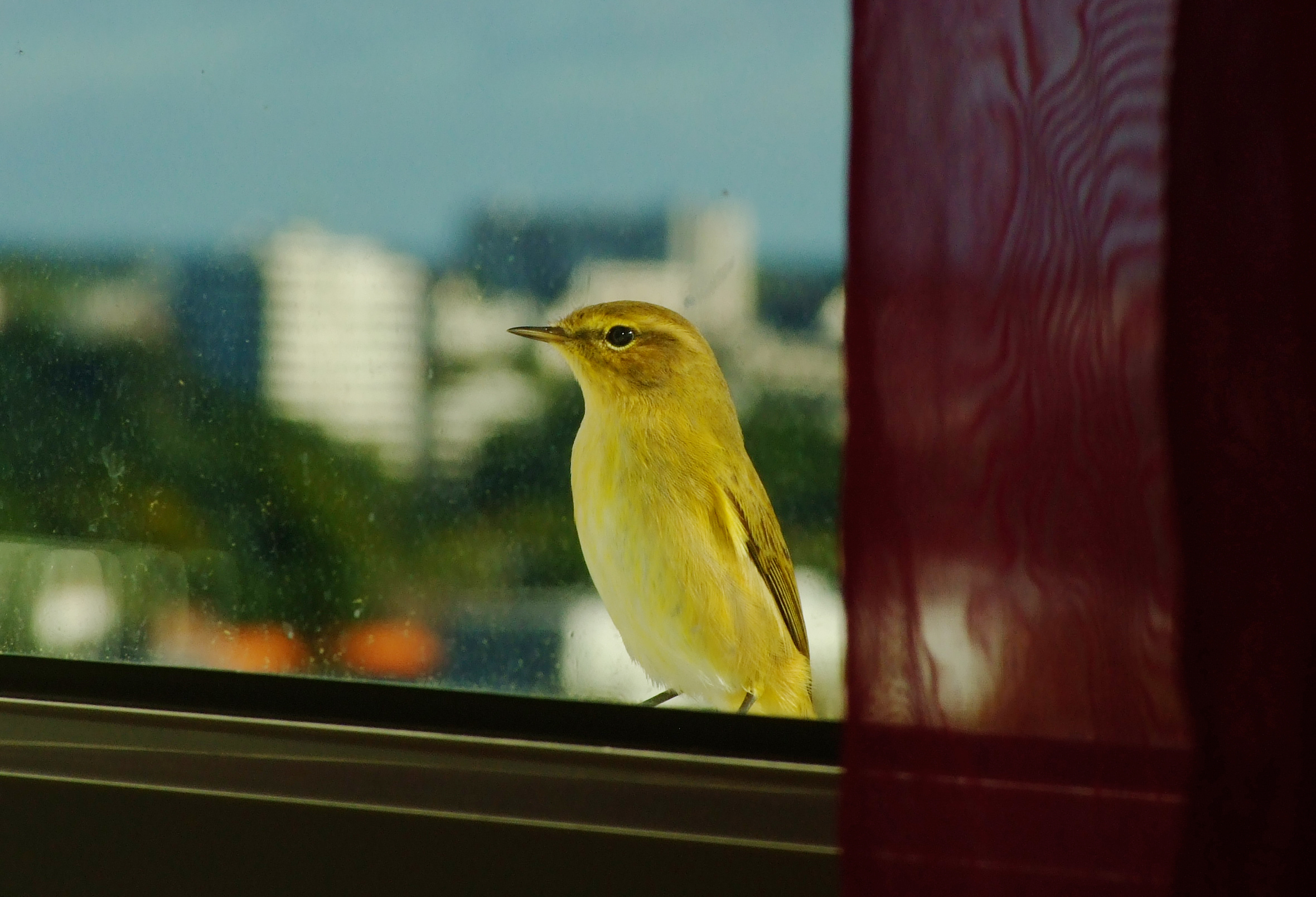 Luì green at the window