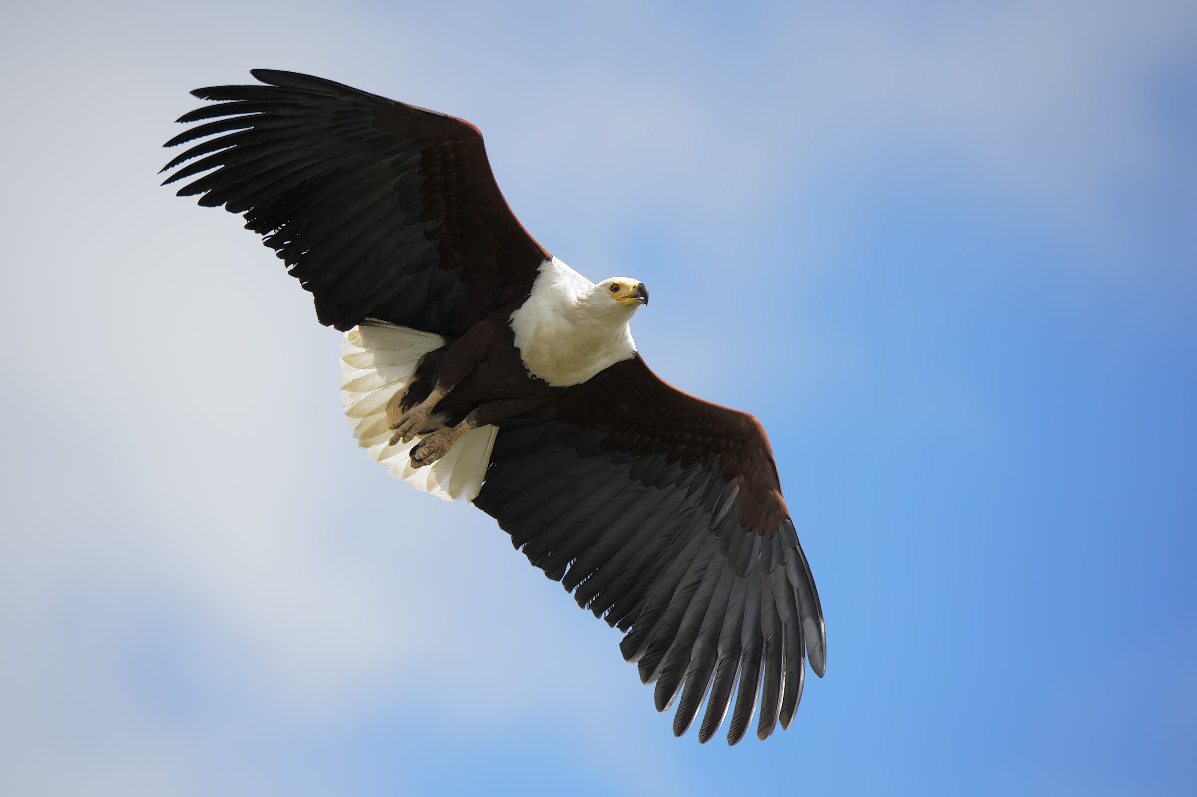 The flight of the Urger