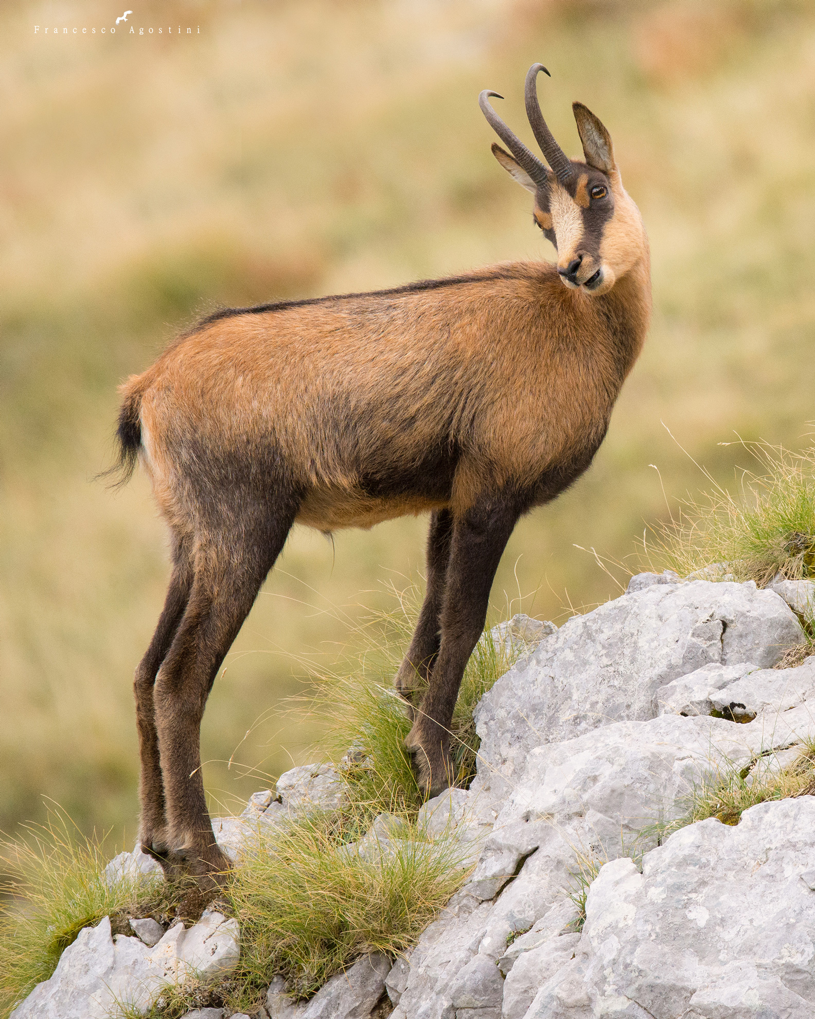 Camoscio appenninico