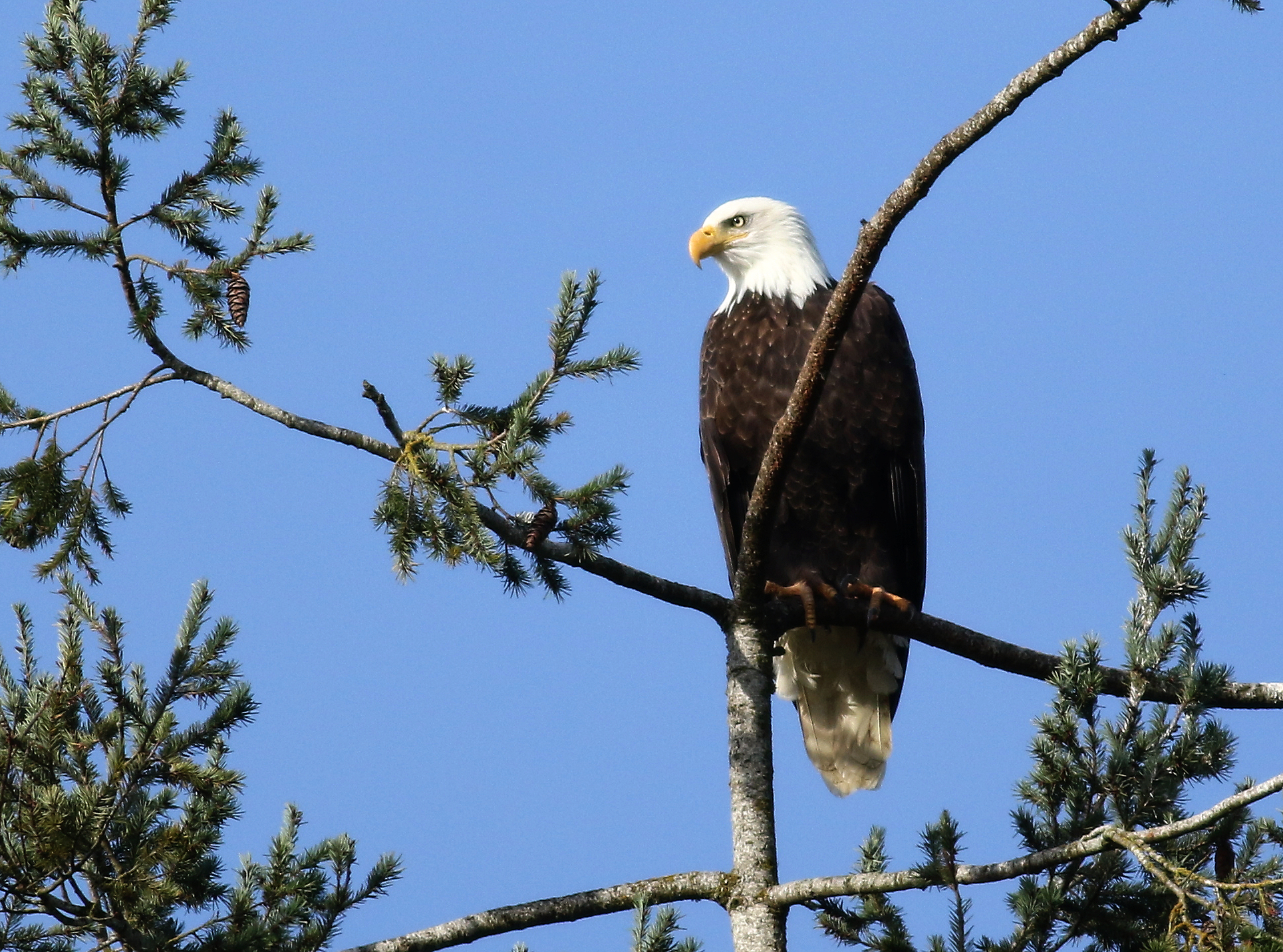 Eagle at Rest