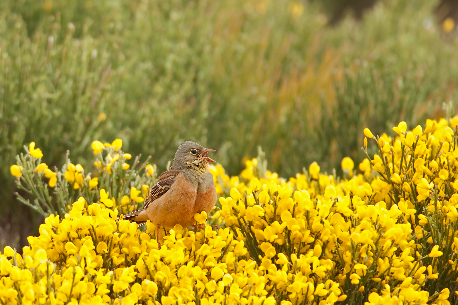 Ortolano nel piornal