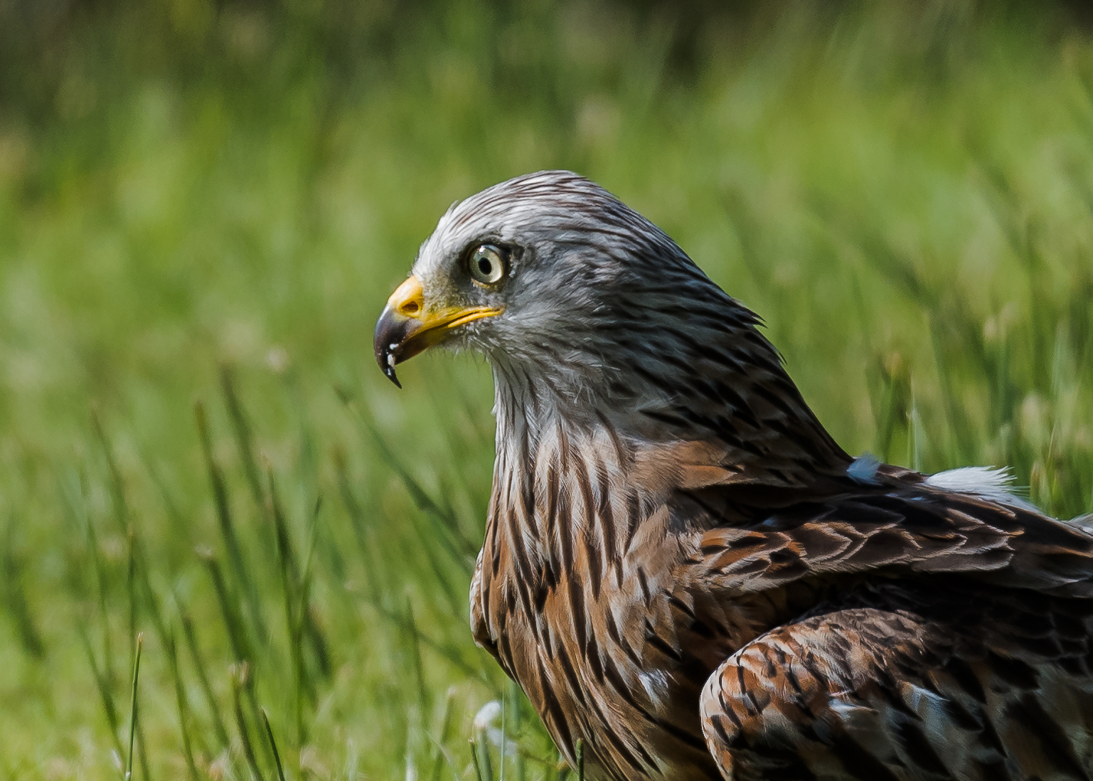 Red Kite