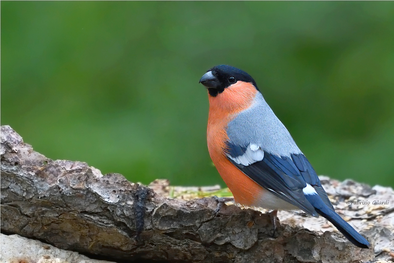 Cufflinks m. (Pyrrhula pyrrhula)