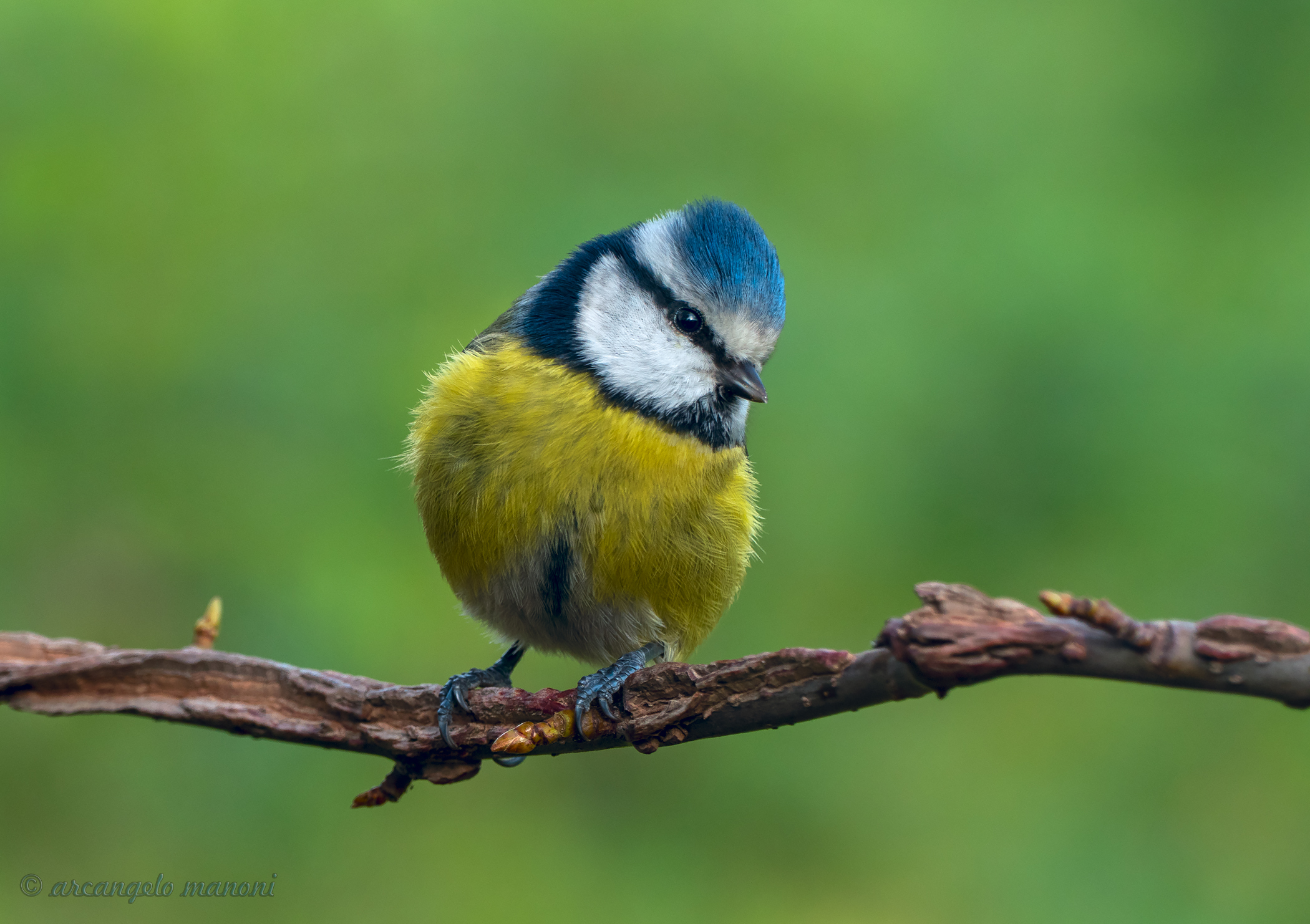 Blue tit with the fz1000