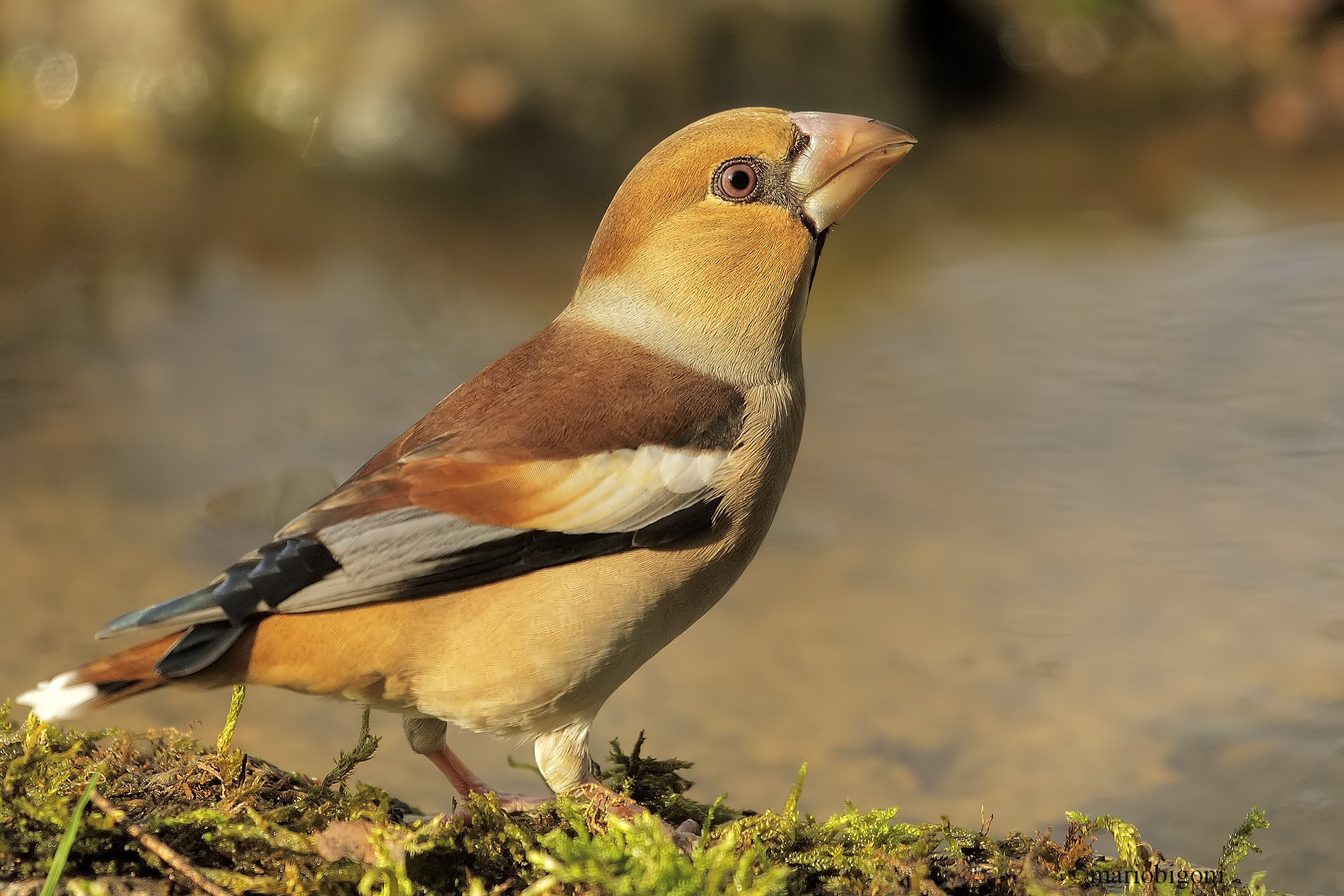 Grosbeak