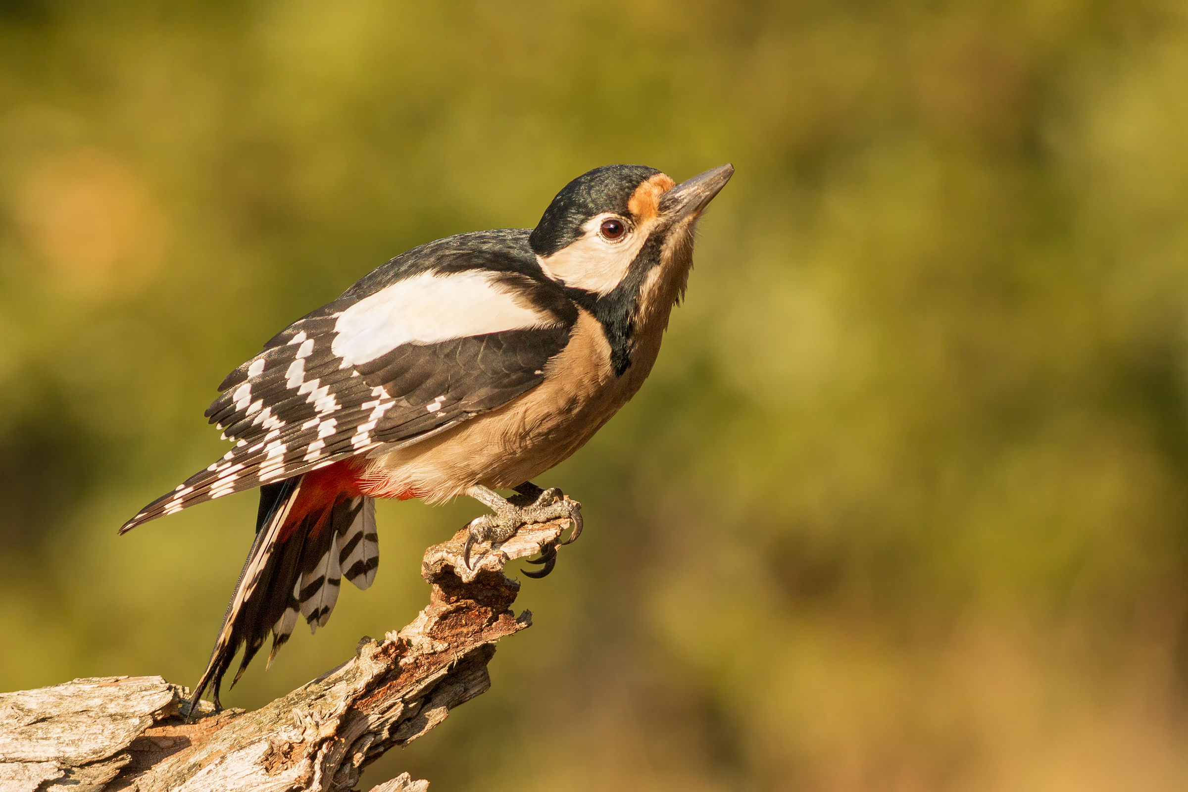 great spotted woodpecker