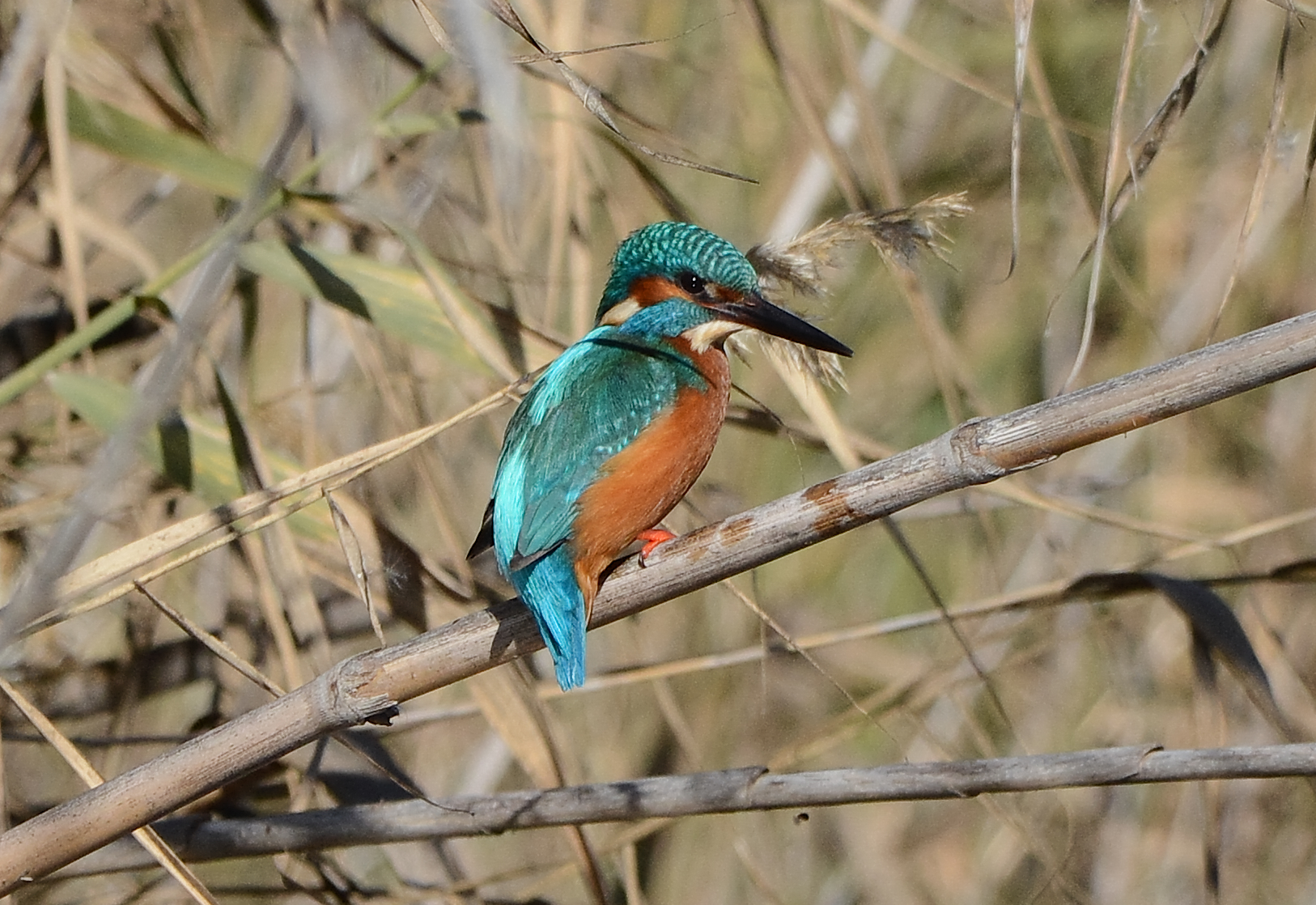 Kingfisher