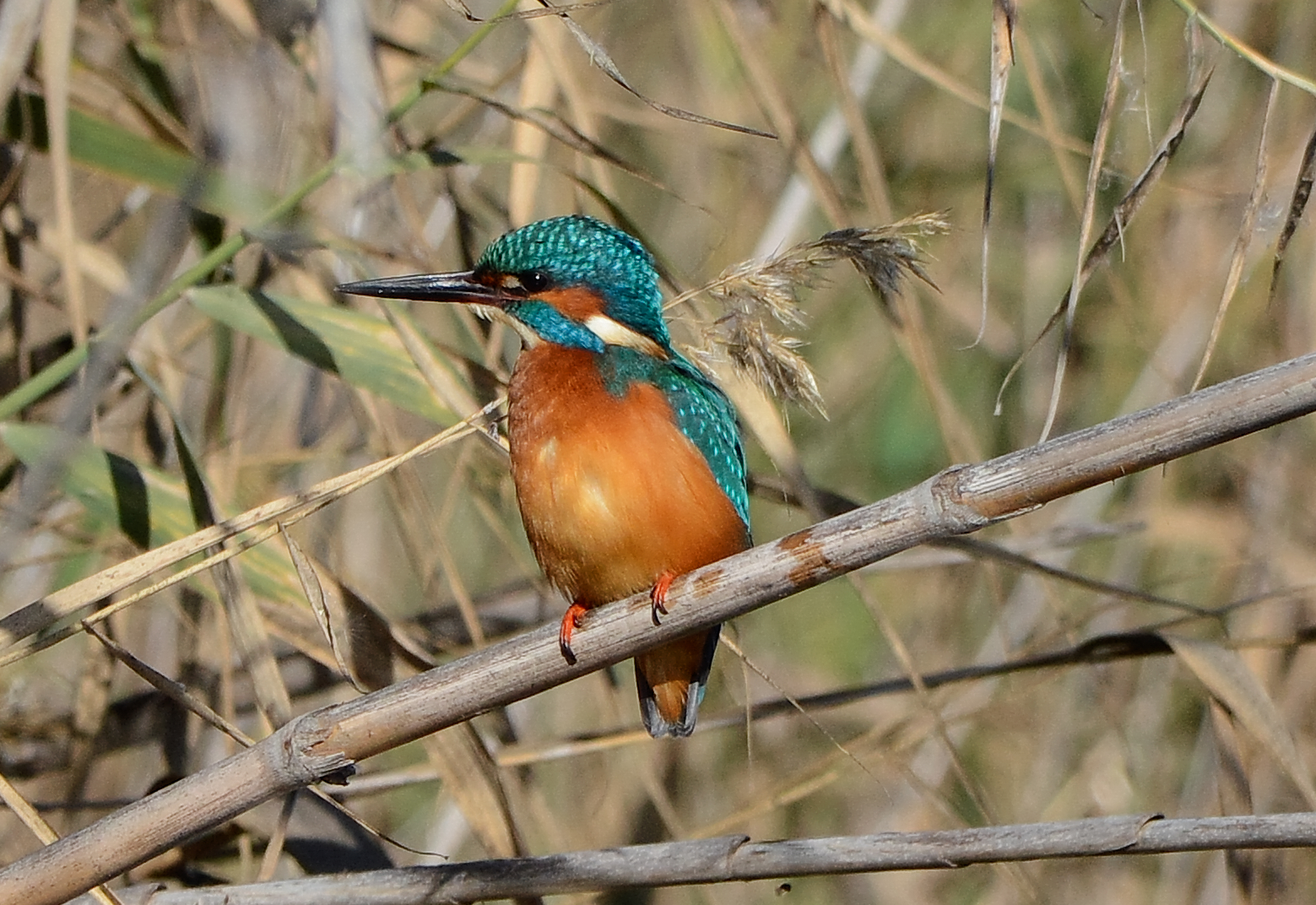 Kingfisher