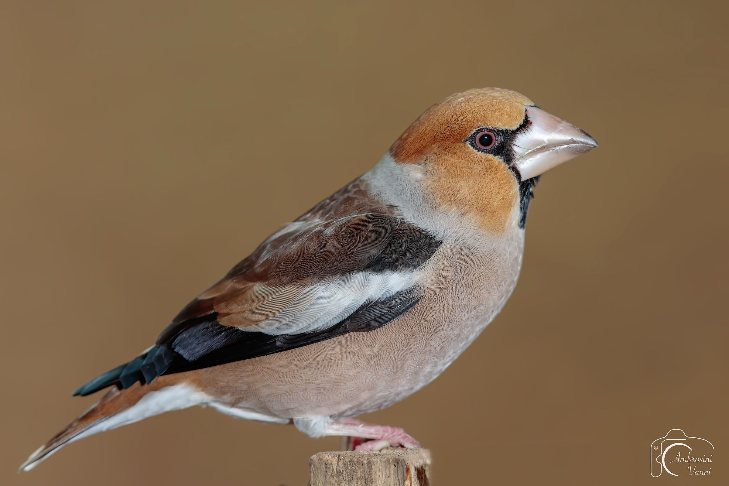 2017 come back to see me