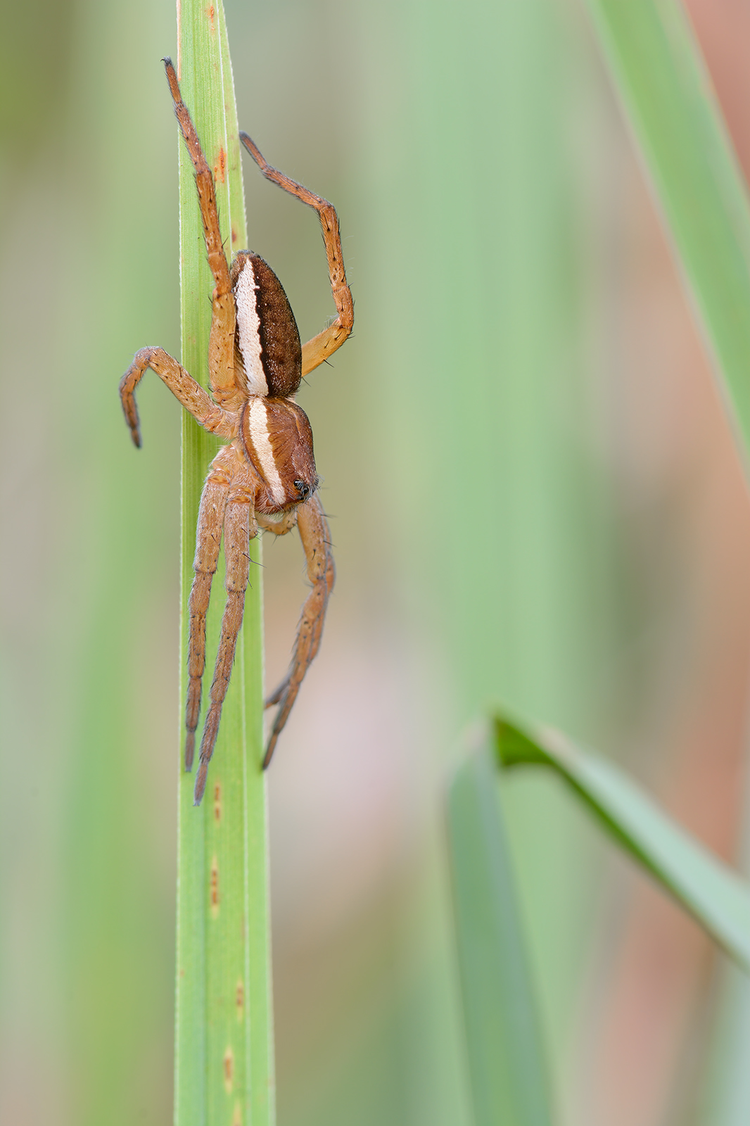 Dolomedes