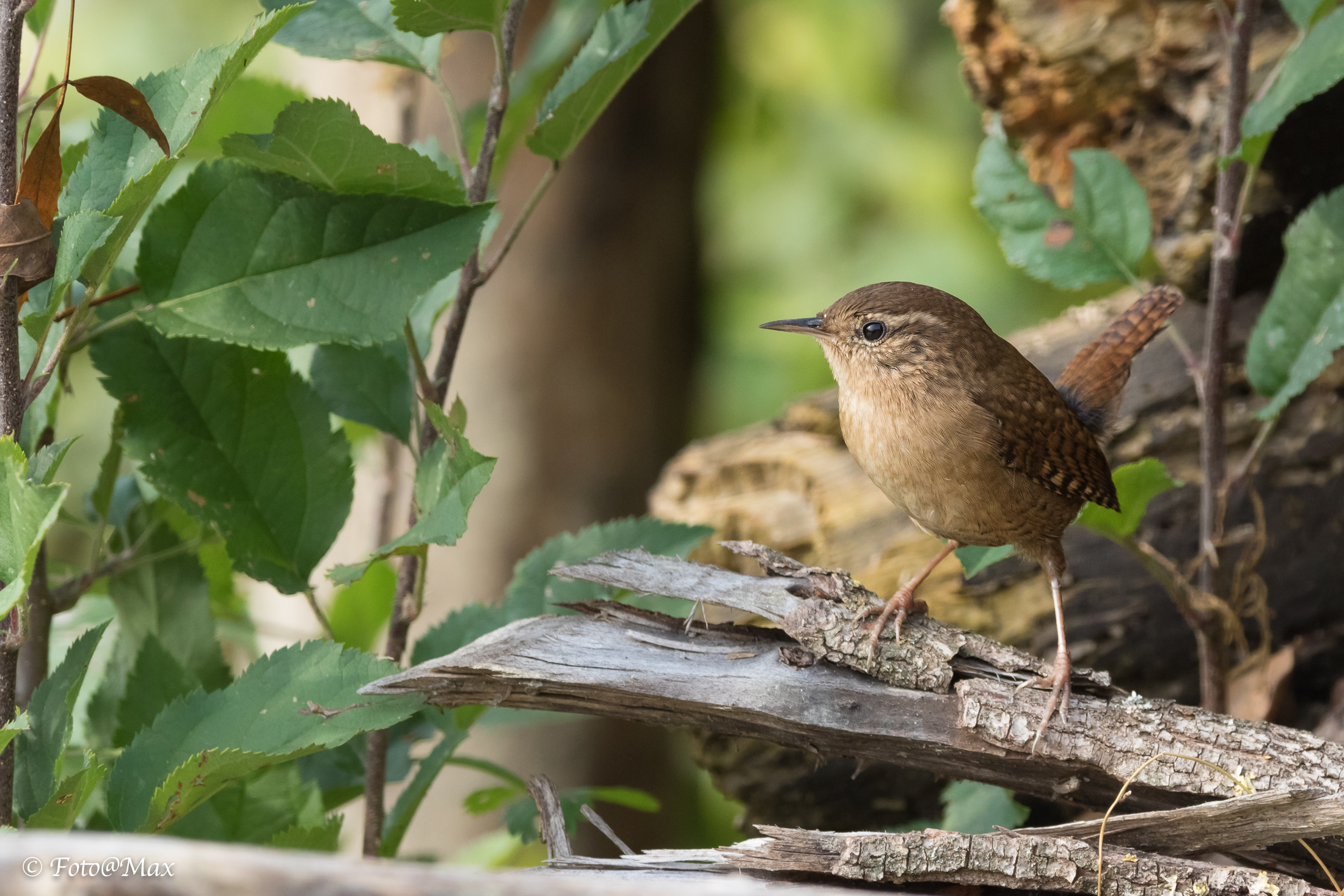 Wren