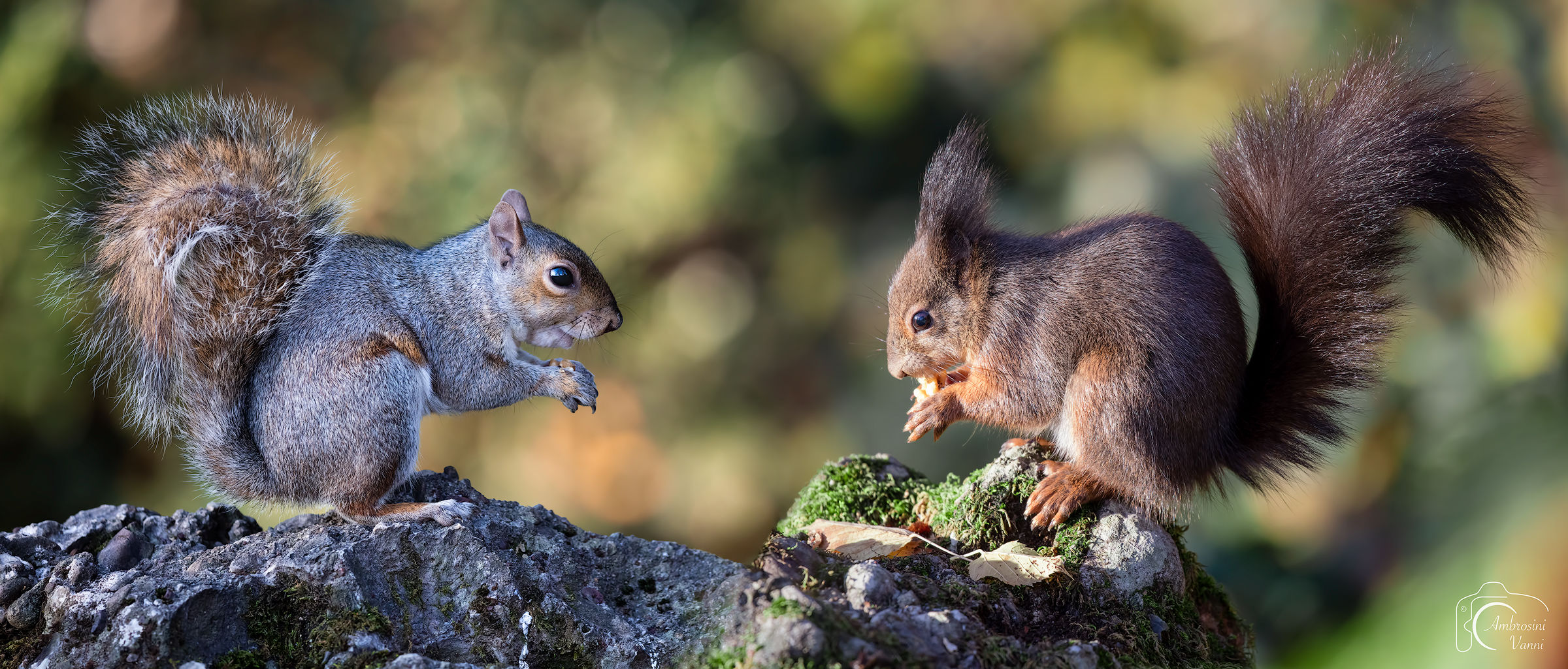Panoramic squirrels