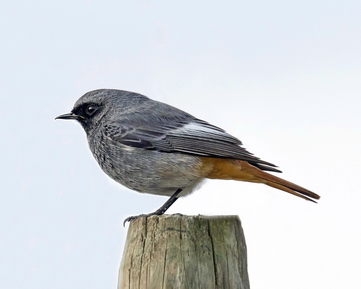 Redstart