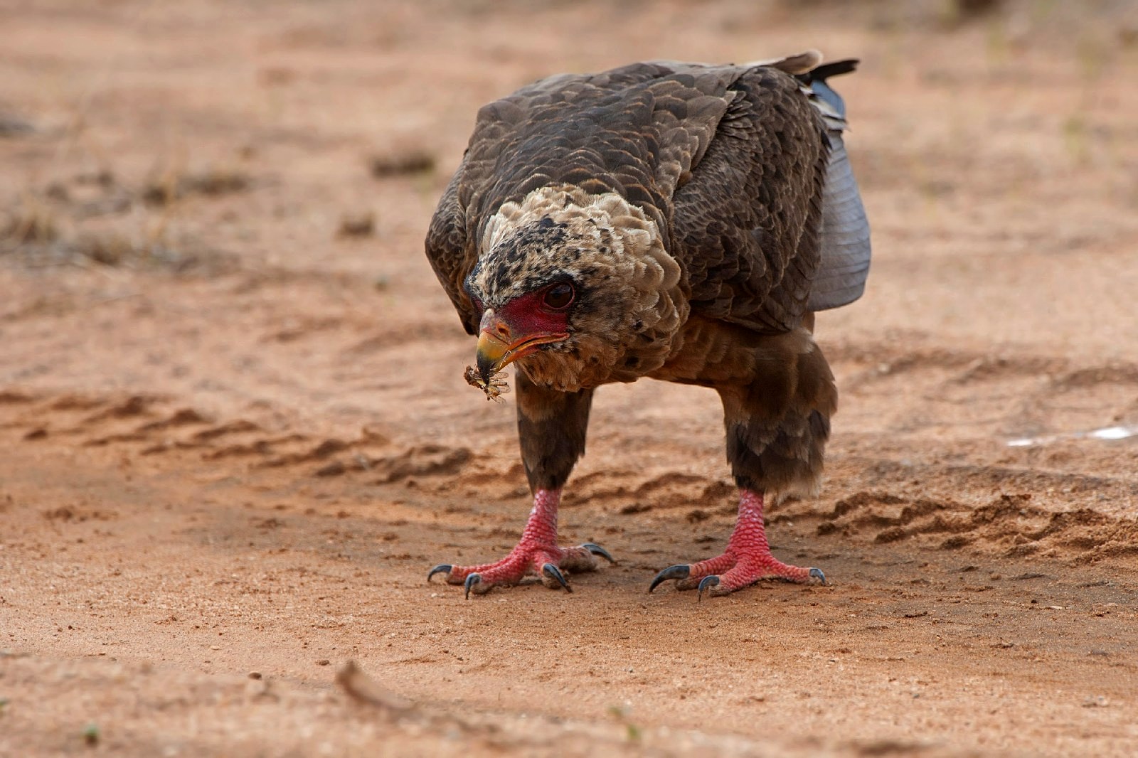 Falcon juggler with prey