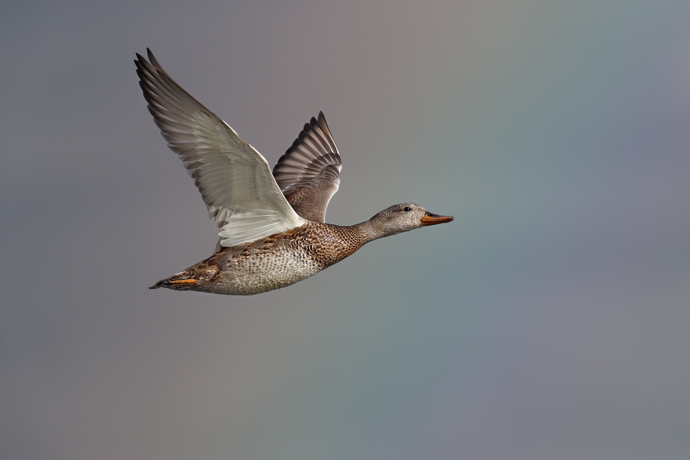 The Gadwall and the Rainbow