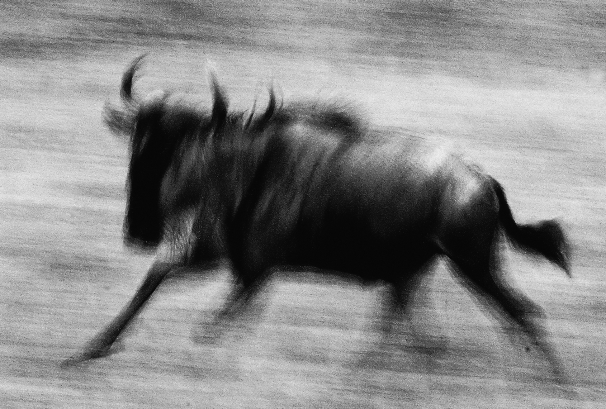 Gnu B&W 3