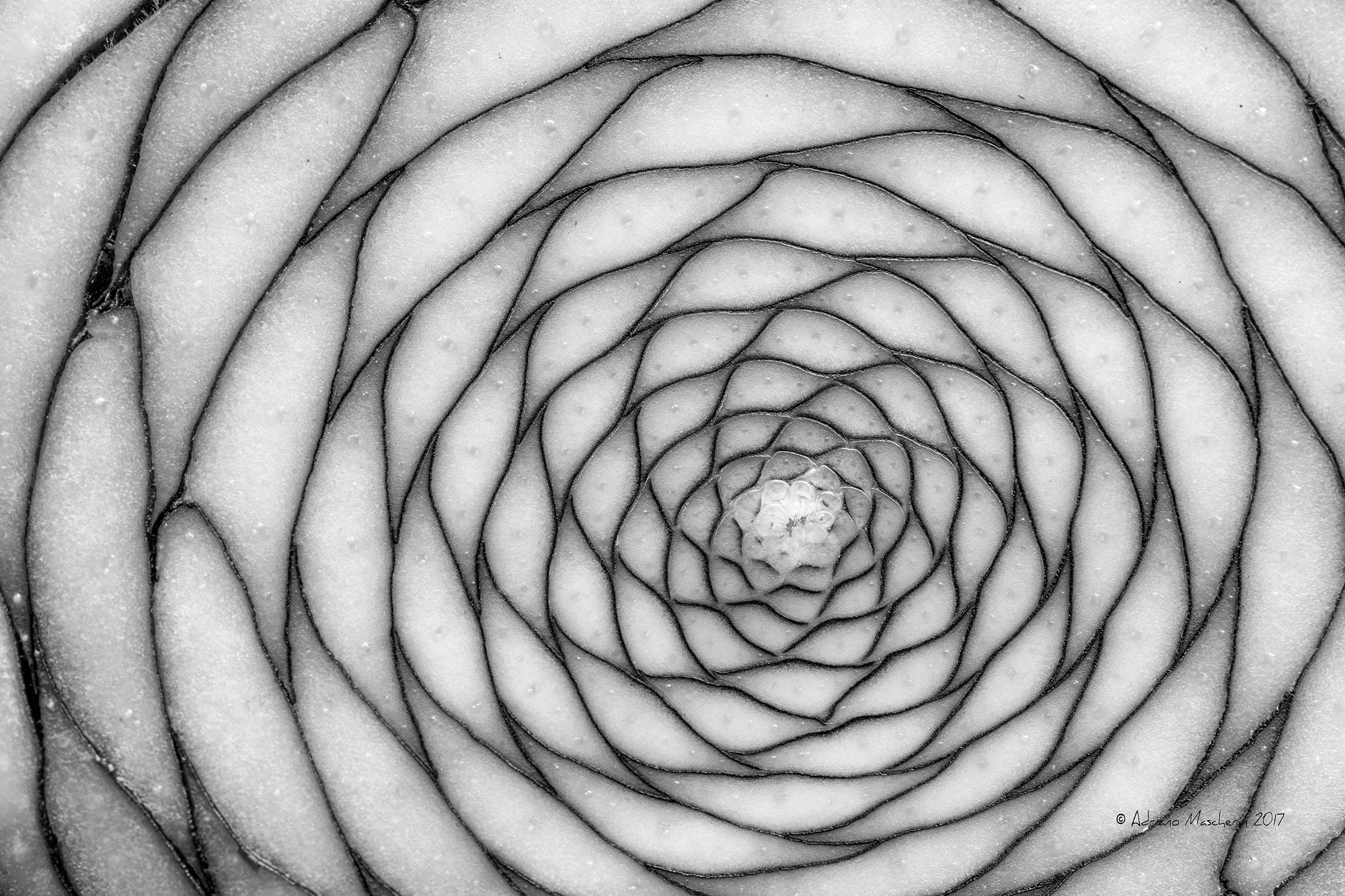 Geometry in nature
