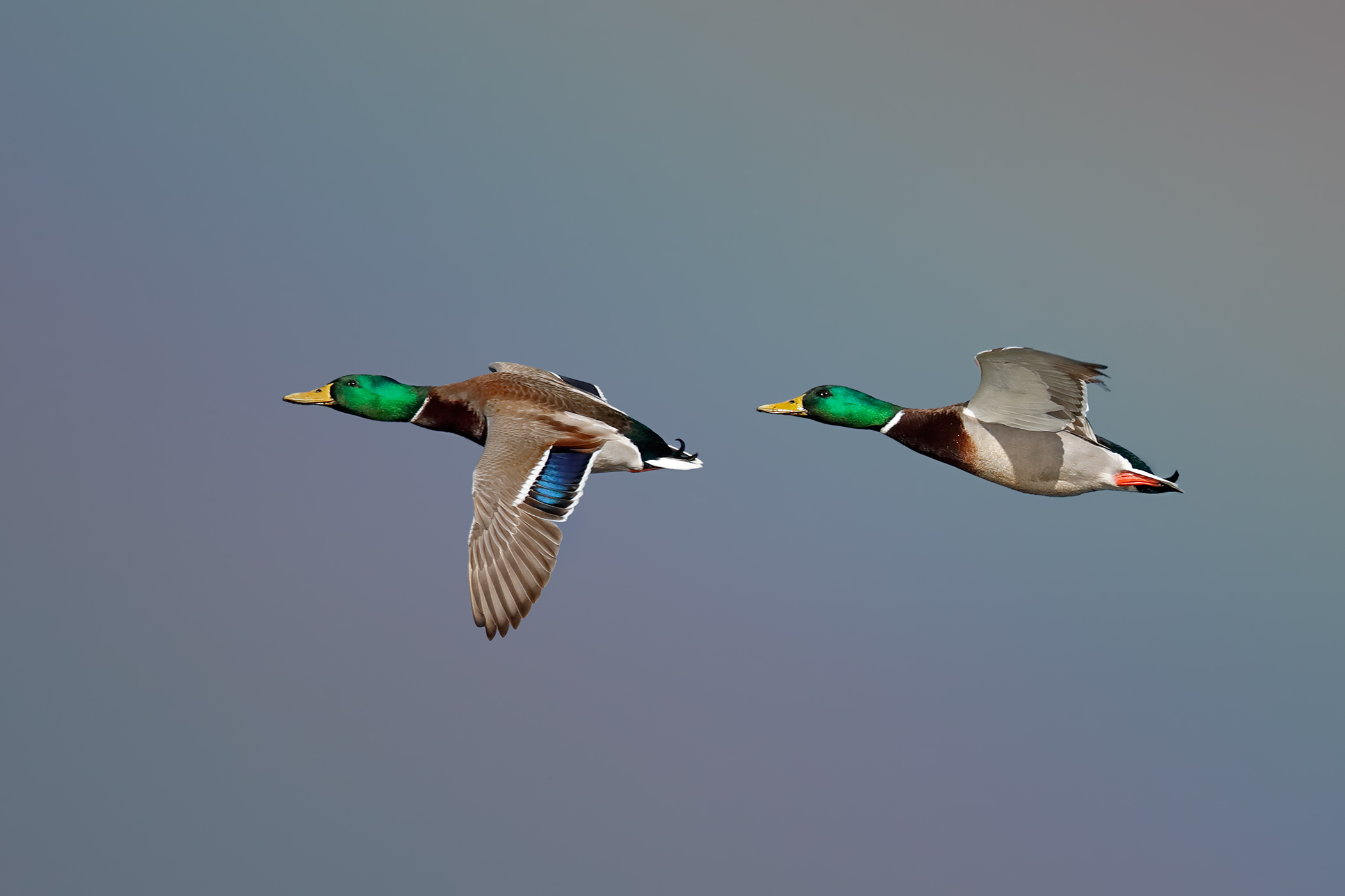 I germani e l'arcobaleno