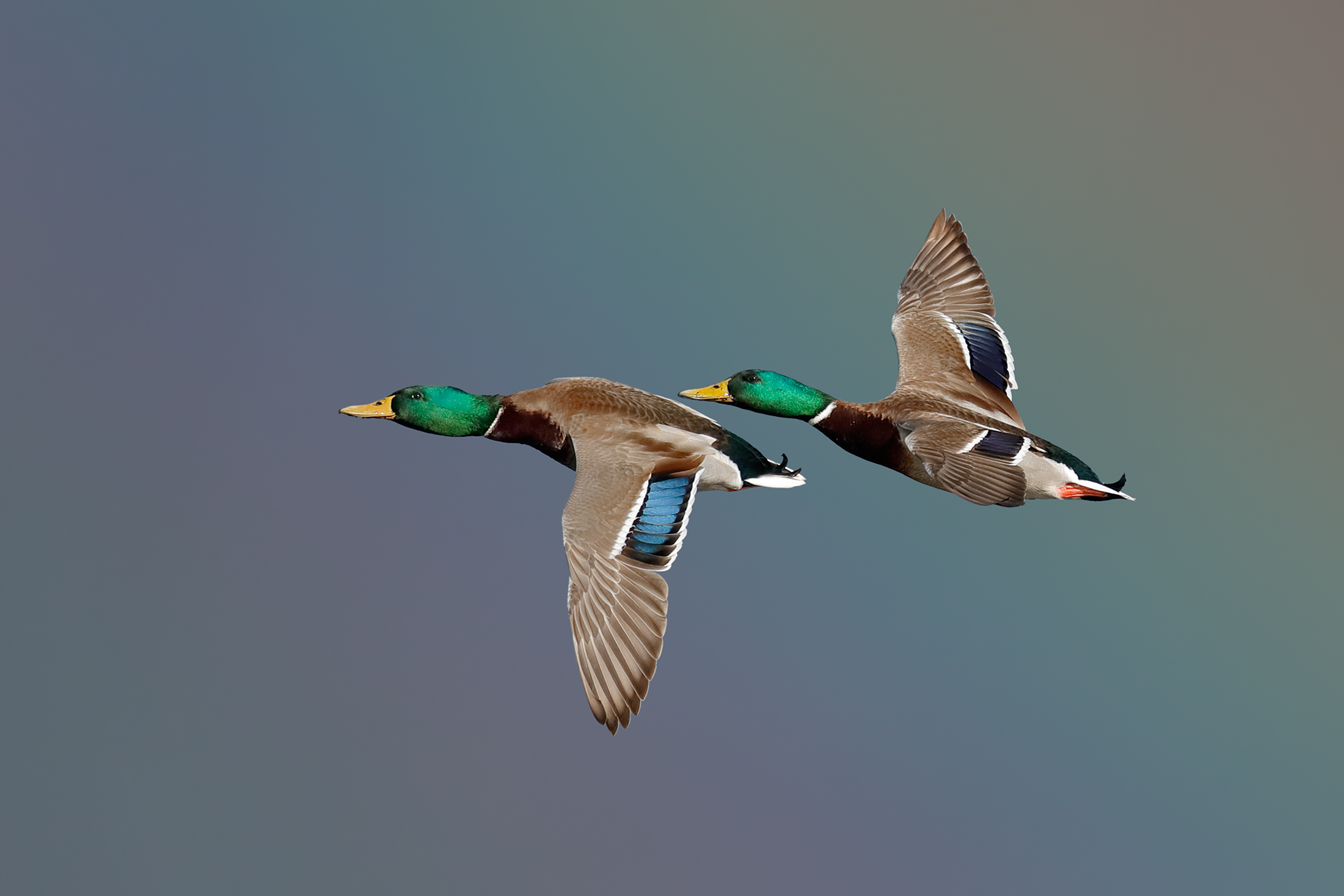 Due gioielli nel sole - germani reali#Wild #Volo #Fly #