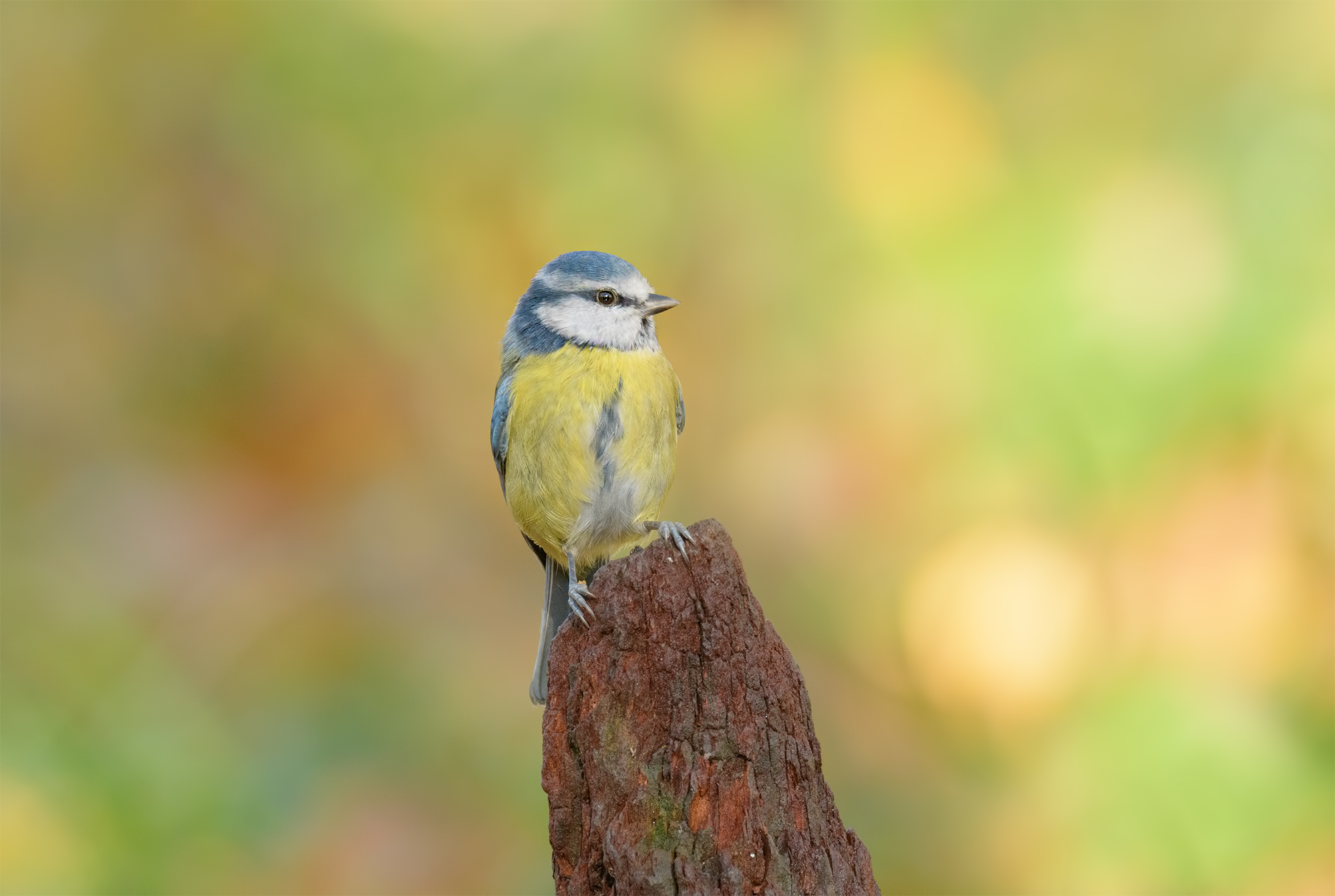 Blue tit last lights