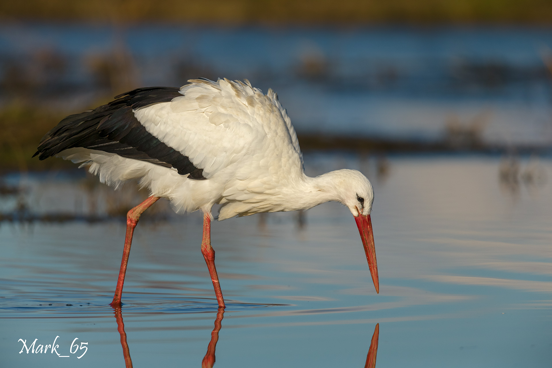 stork