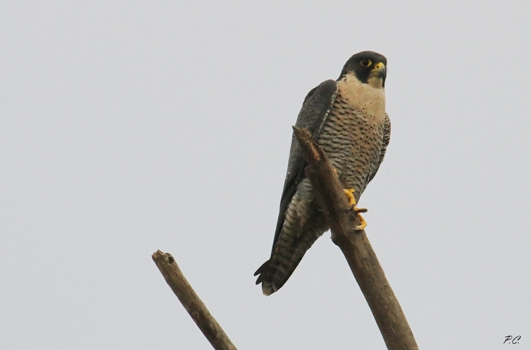 Eye to the starlings